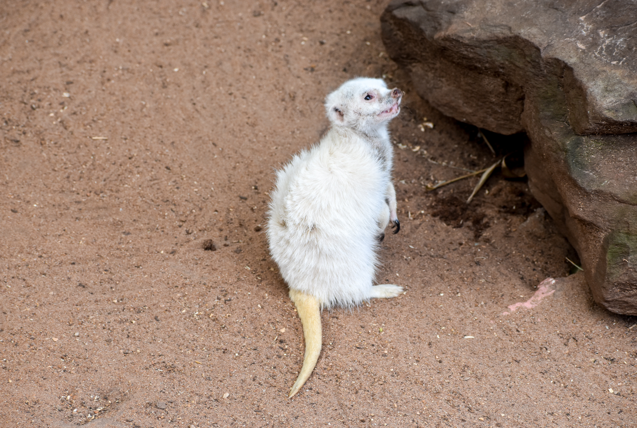 White Meerkat
