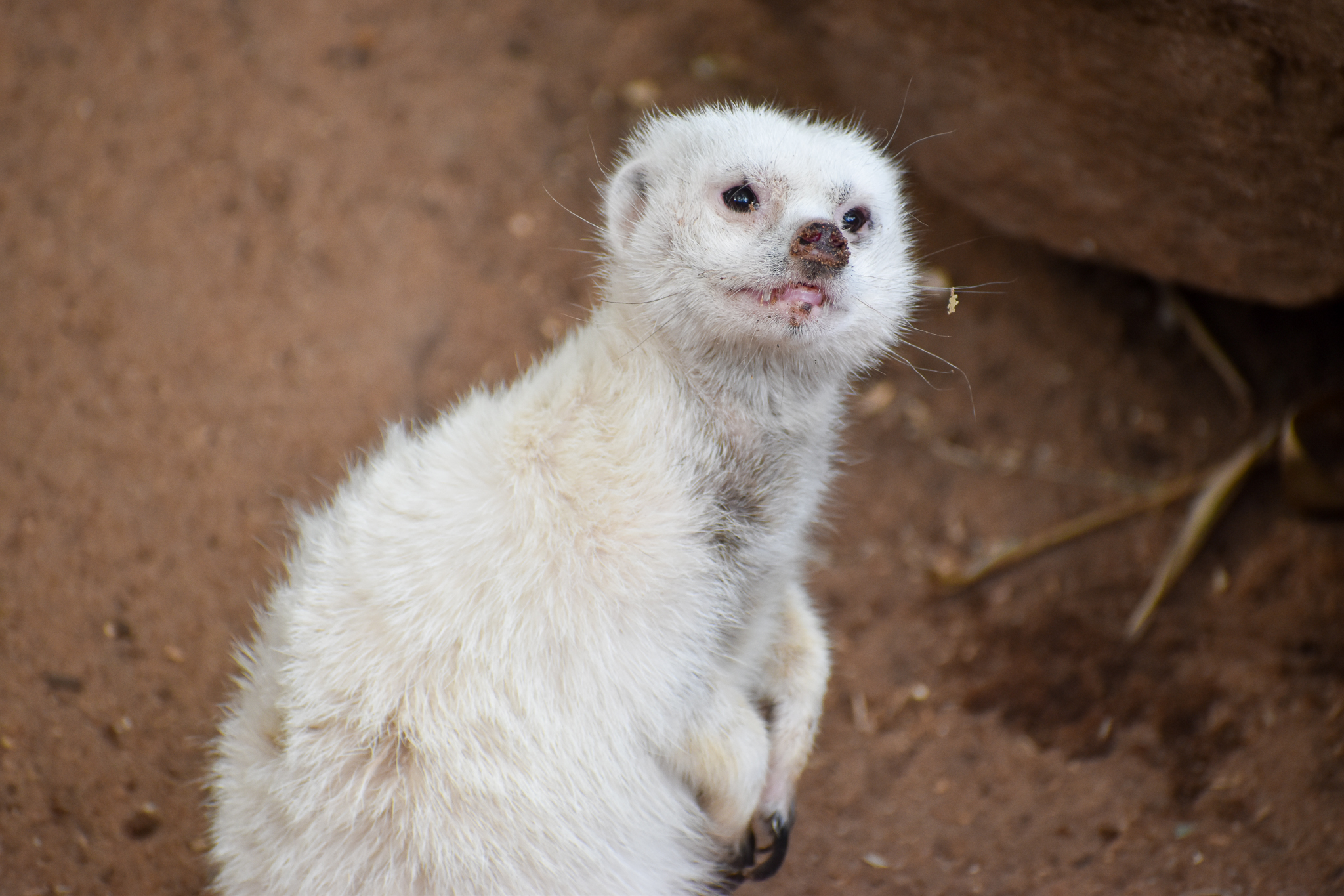 White Meerkat