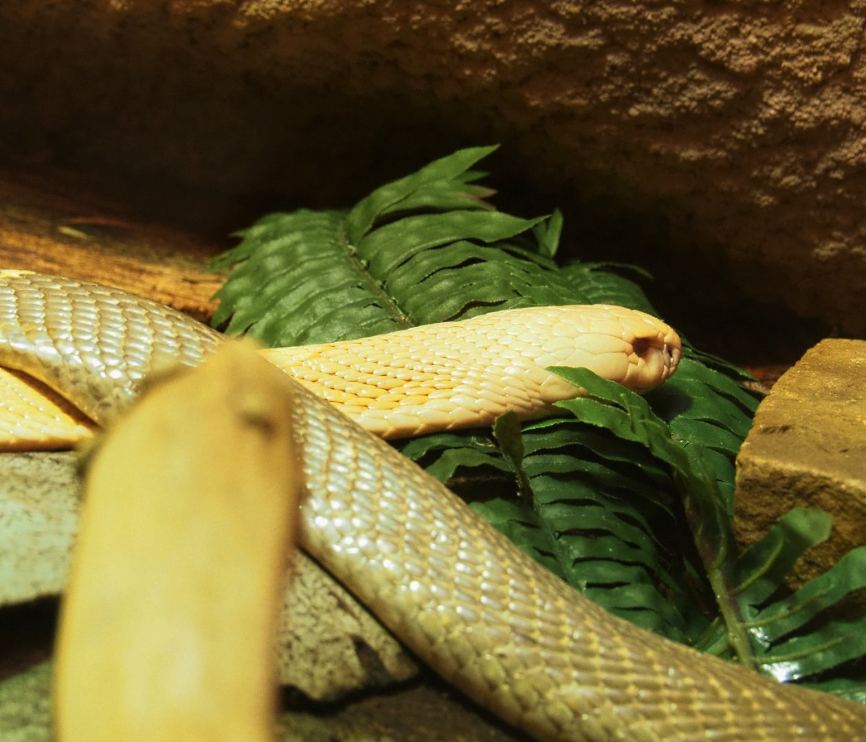 White Monocled cobra (Naja kaouthia), 2022-05-26