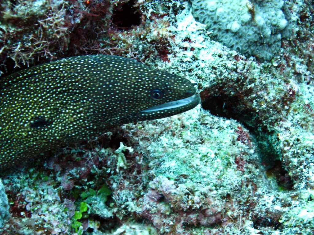 White-mouthed Moray