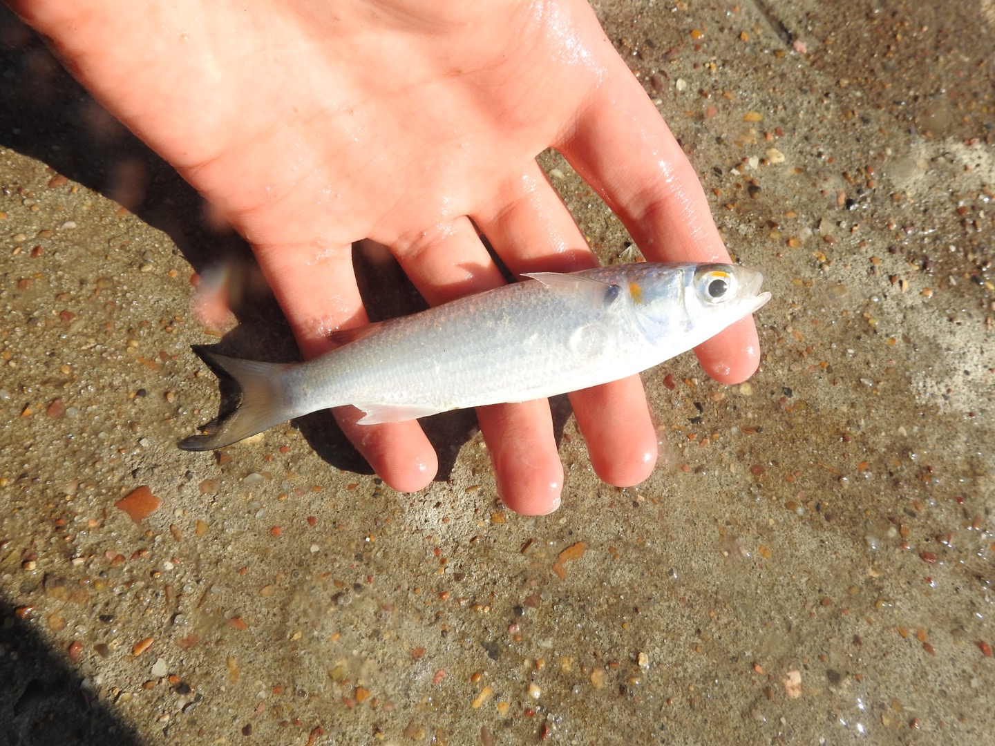 White Mullet (Mugil curema)