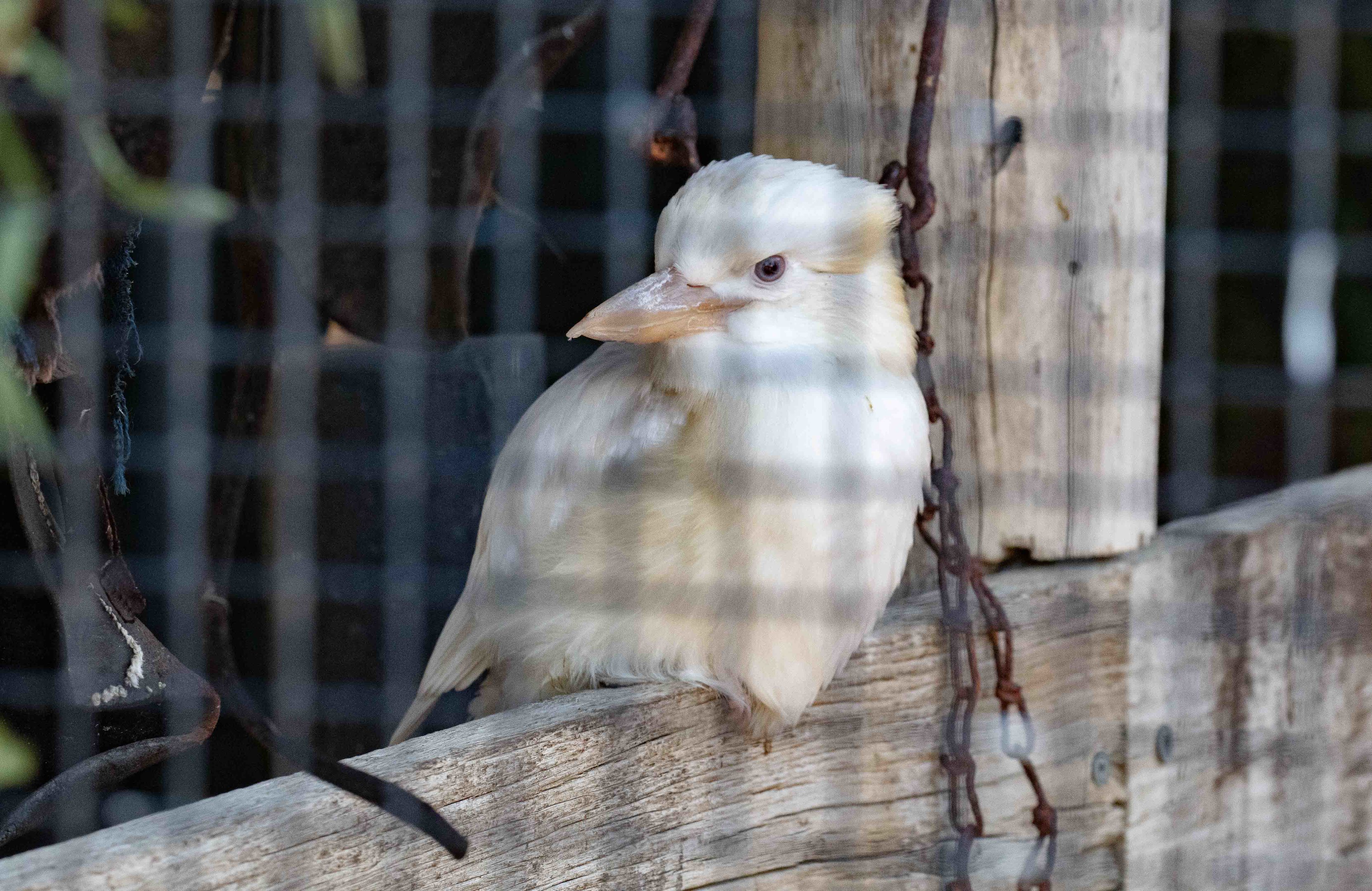 White mutation Kookaburra