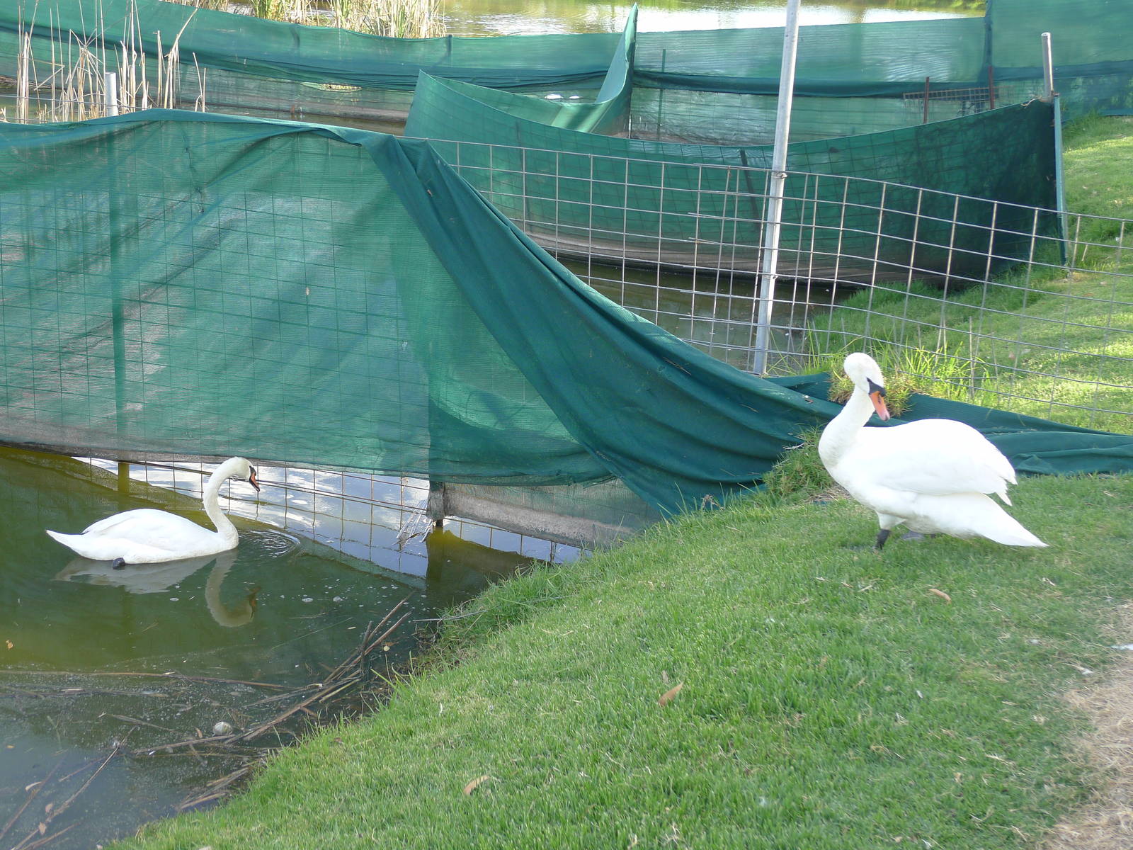 White/Mute Swans at Northam WA