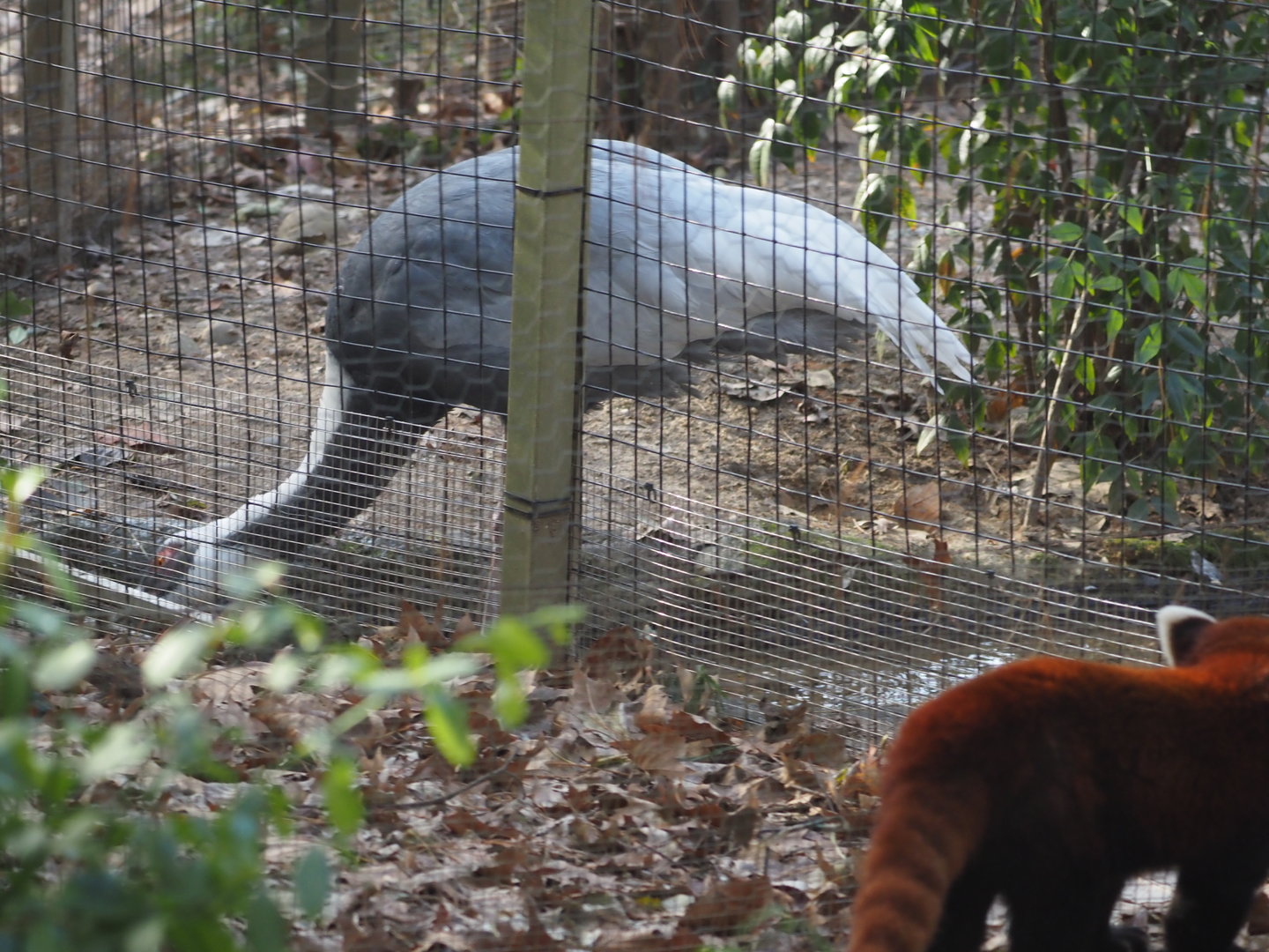 White-Named Crane & Western Red Panda