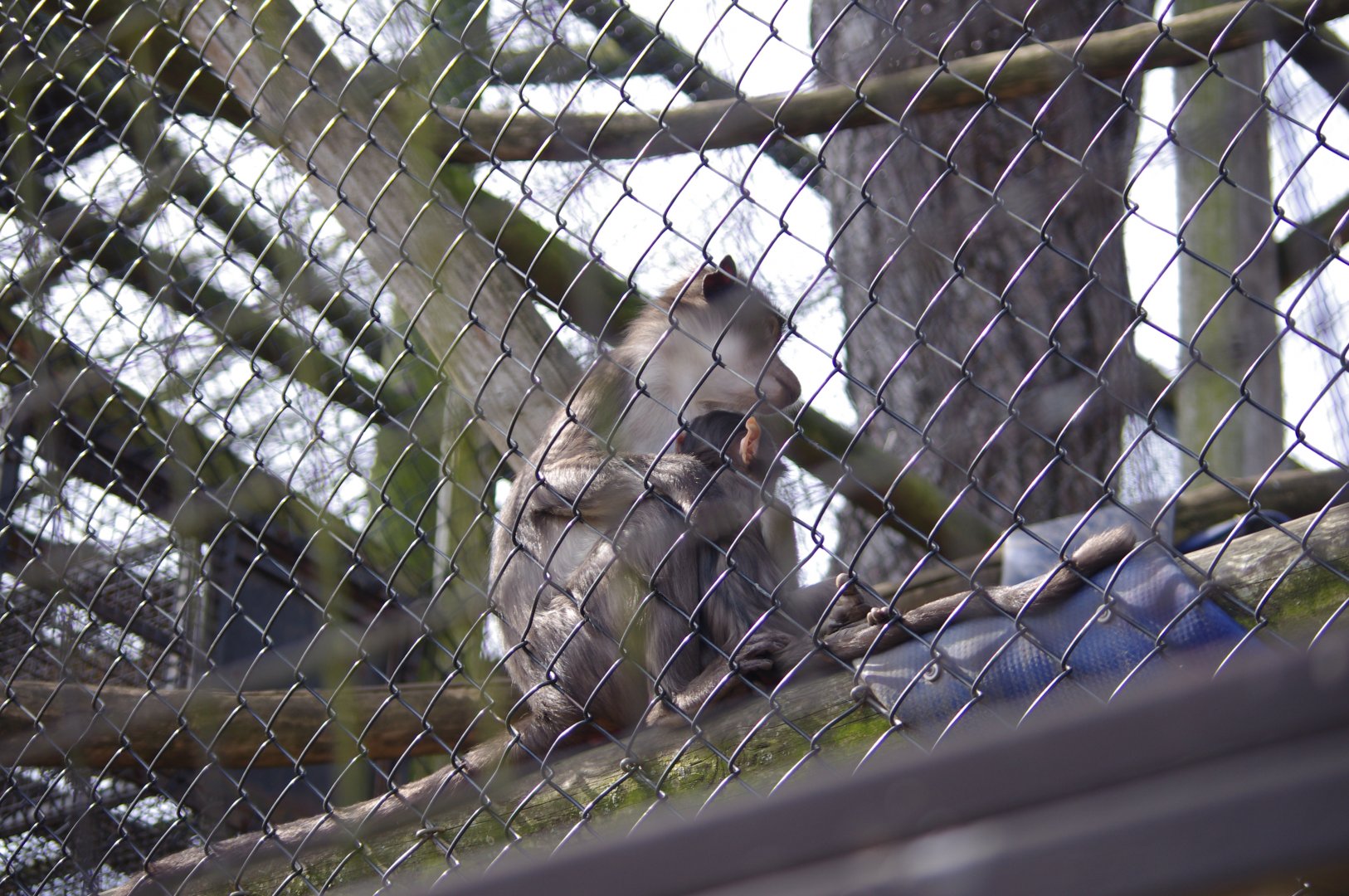 White Nape Mangabey and young- 12/4/2024