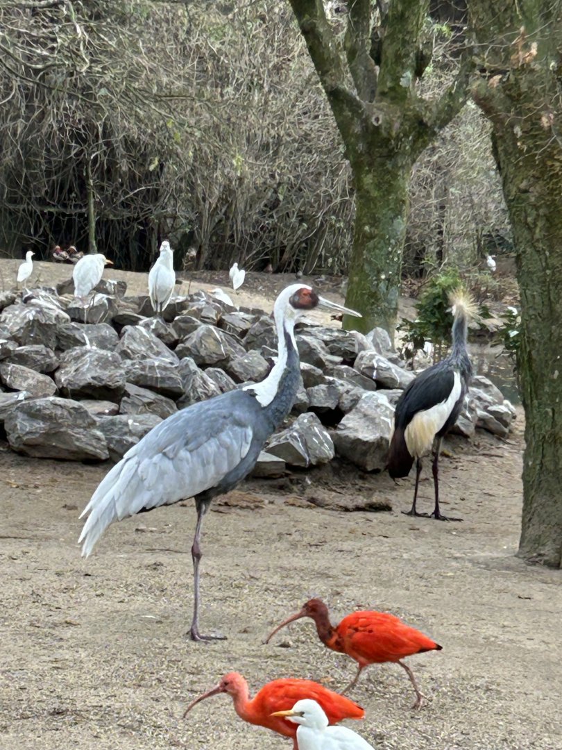 White-naped and East African grey crowned cranes, red ibis, western cattle egrets and others
