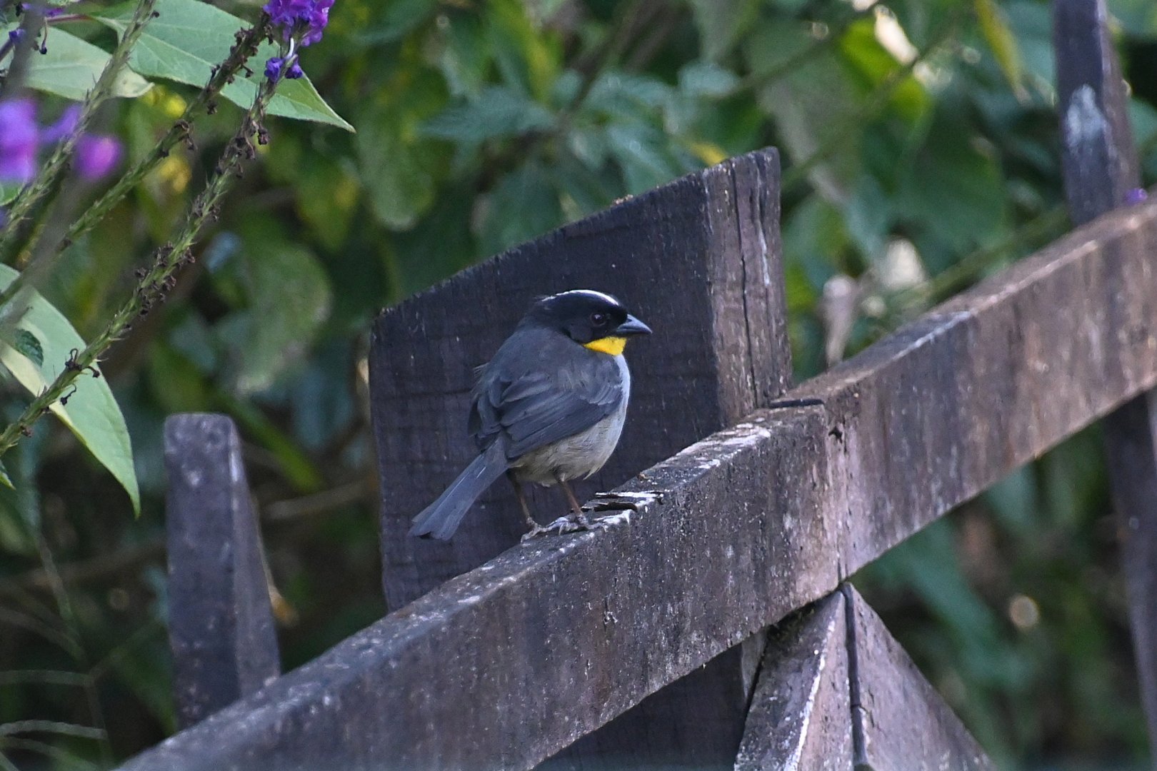 White-naped brushfinch (Atlapetes albinucha)