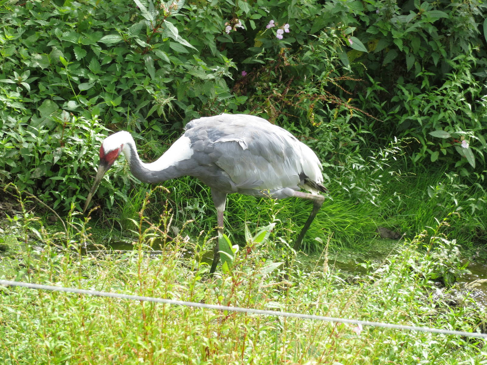 white naped crane 020913