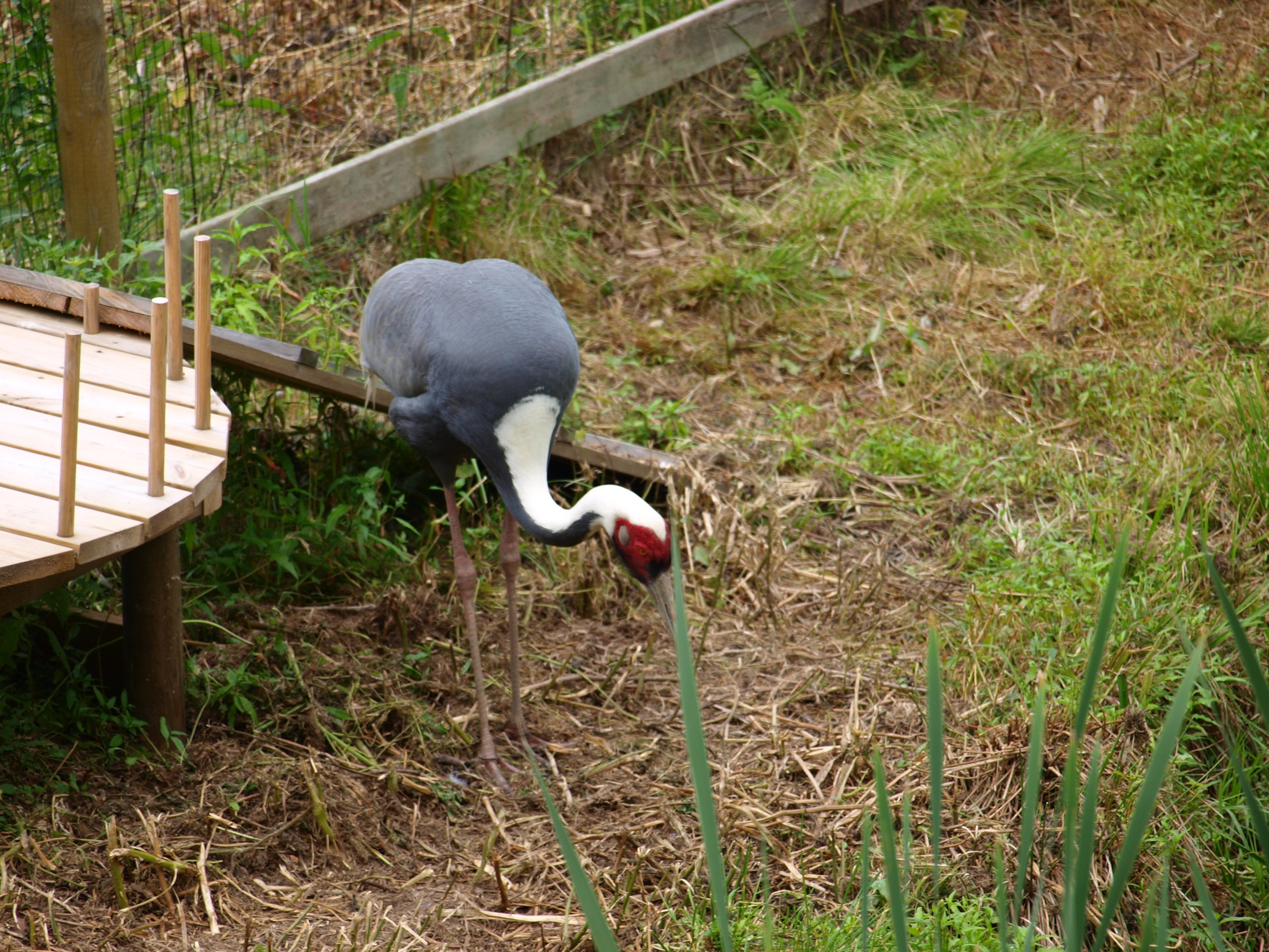 White naped crane 2011