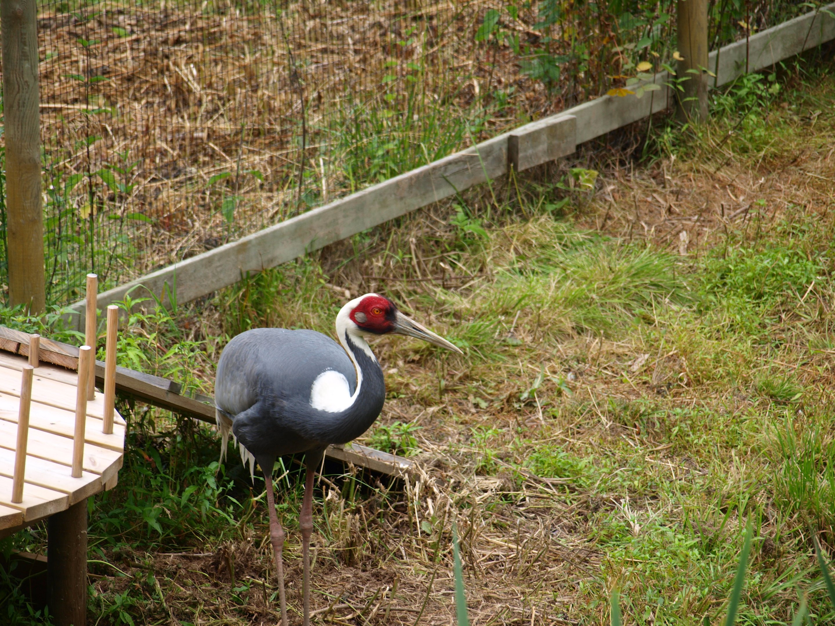 White naped crane 2011