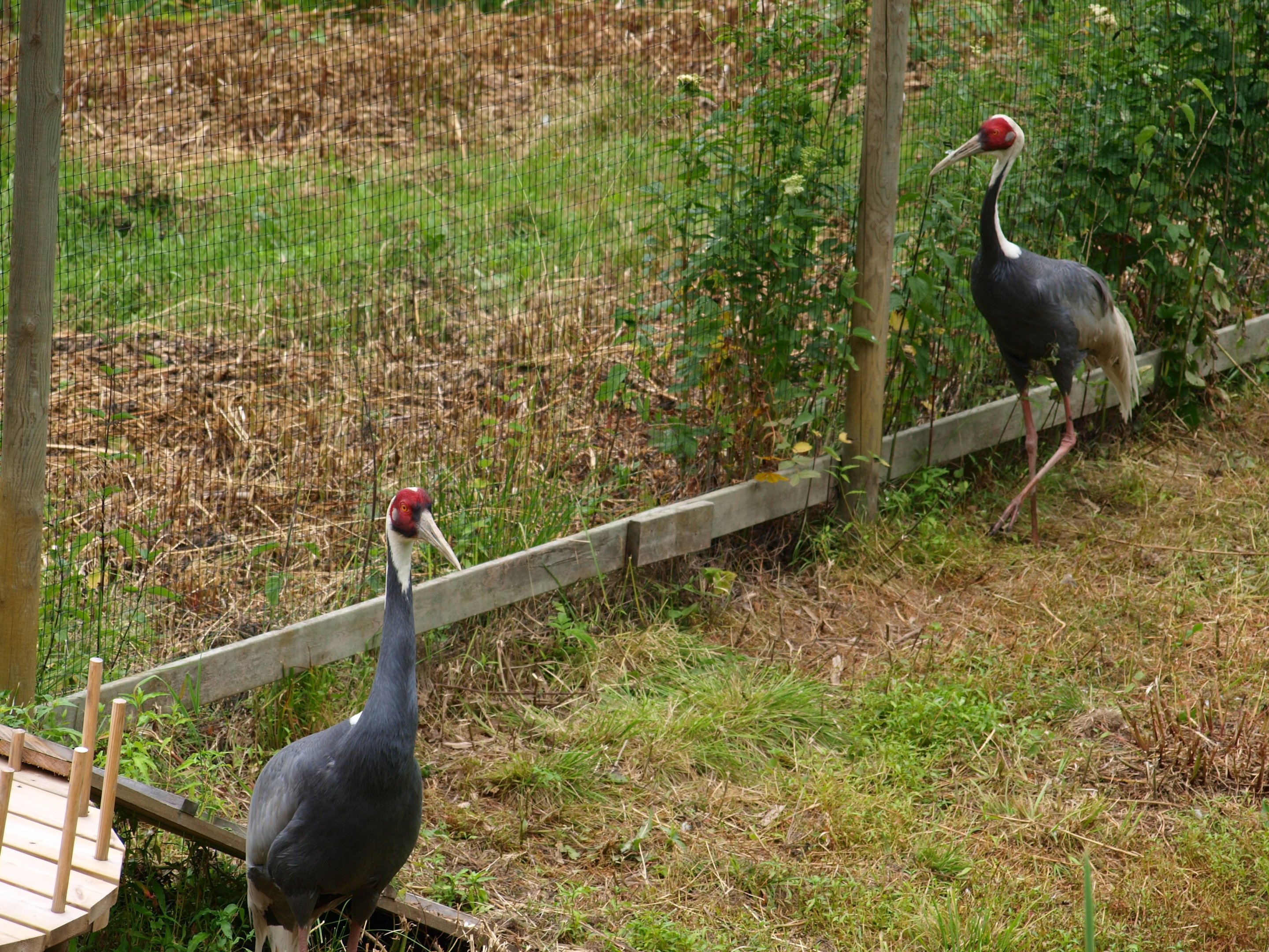 White naped crane 2011