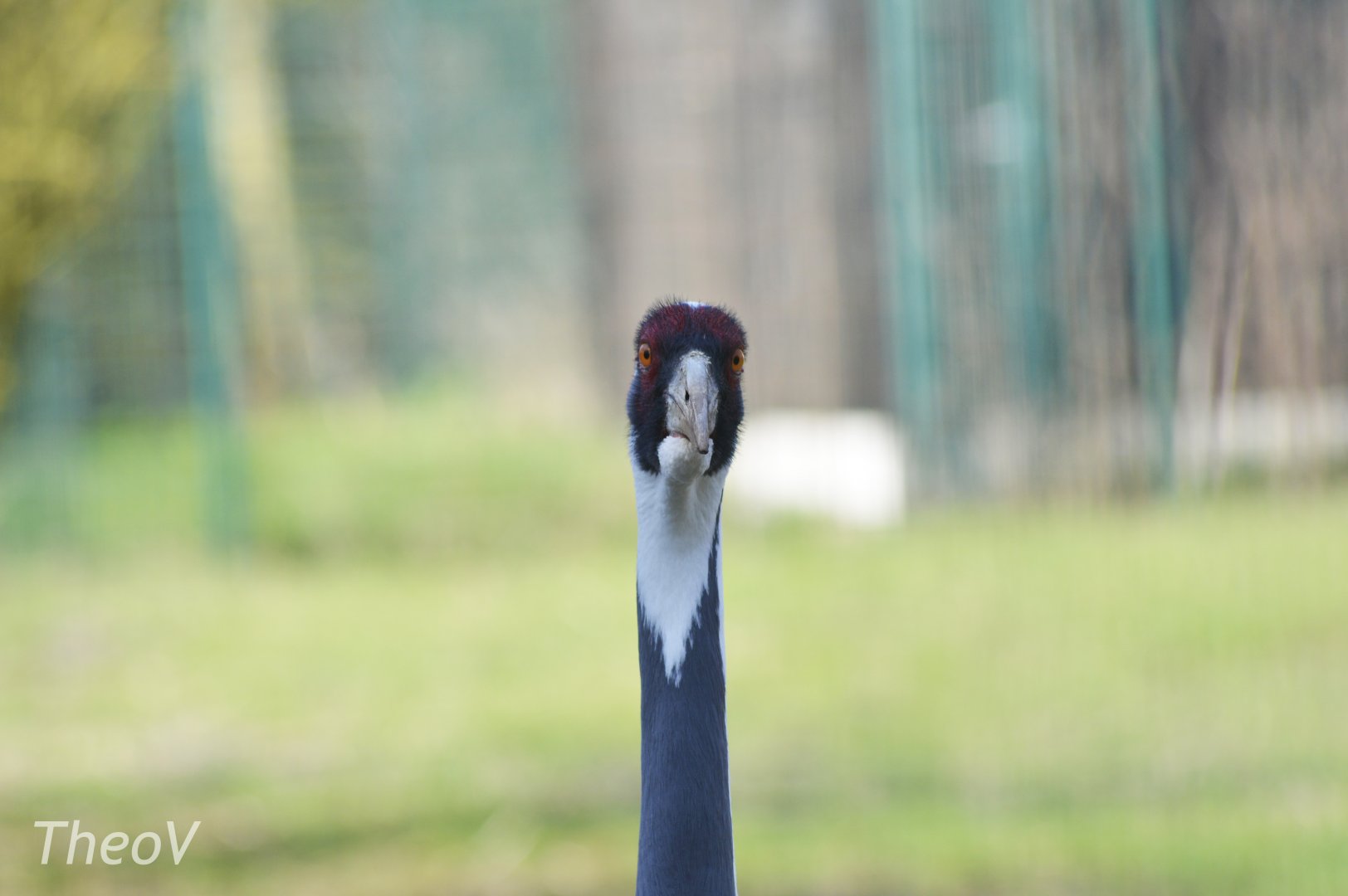 White-naped crane [2018]