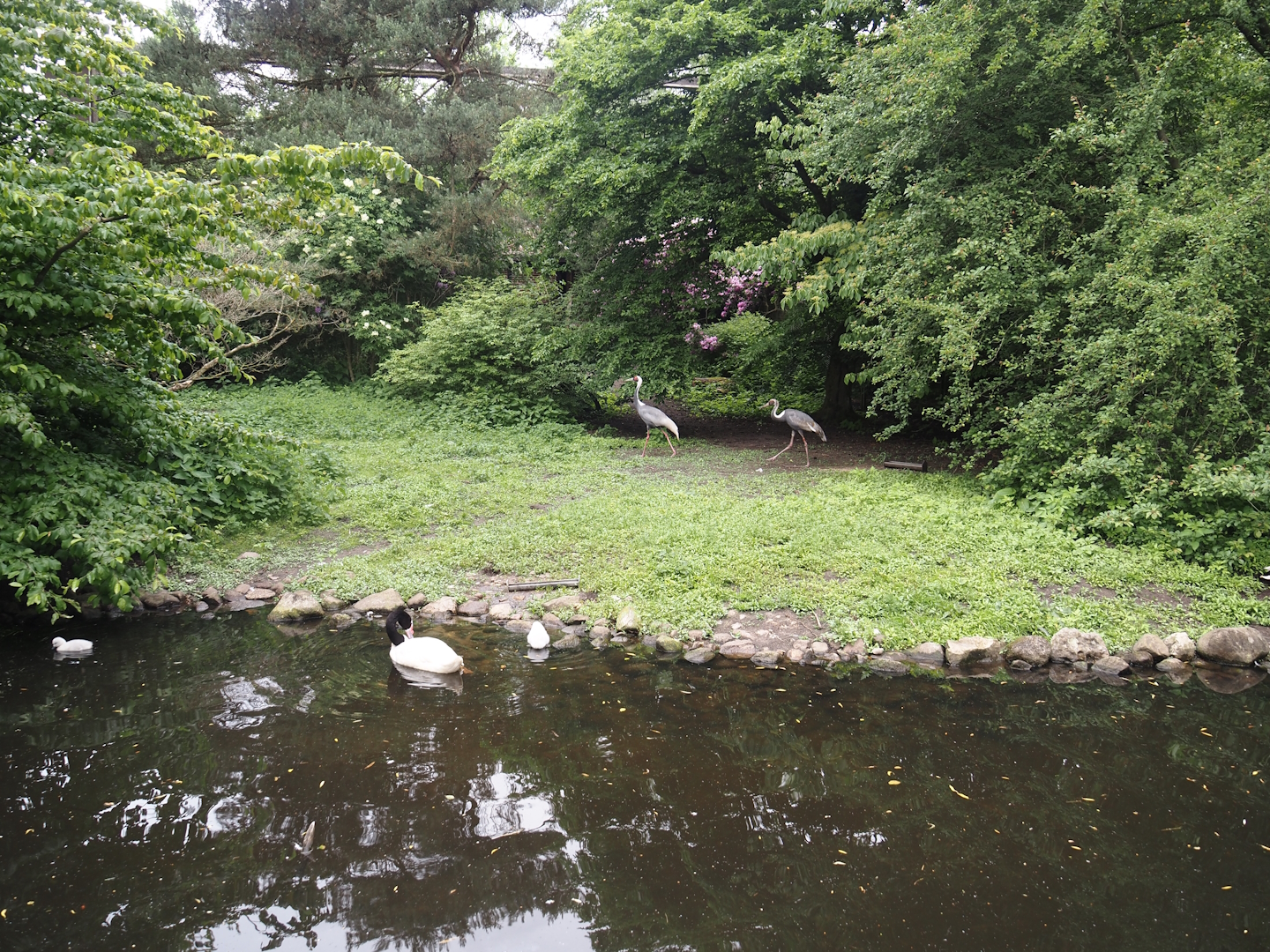 White-naped crane and Black-necked swan exhibit, 2024-05-21