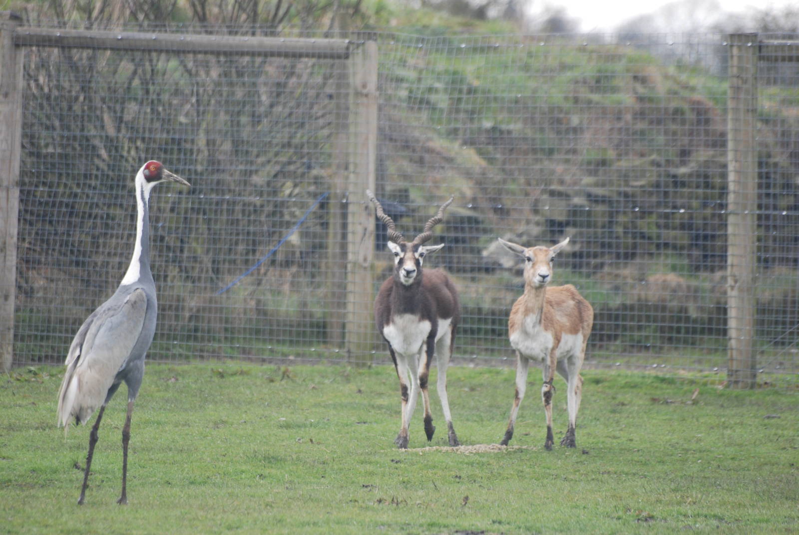 White-naped Crane and Blackbuck at Blackbrook, 22/04/12
