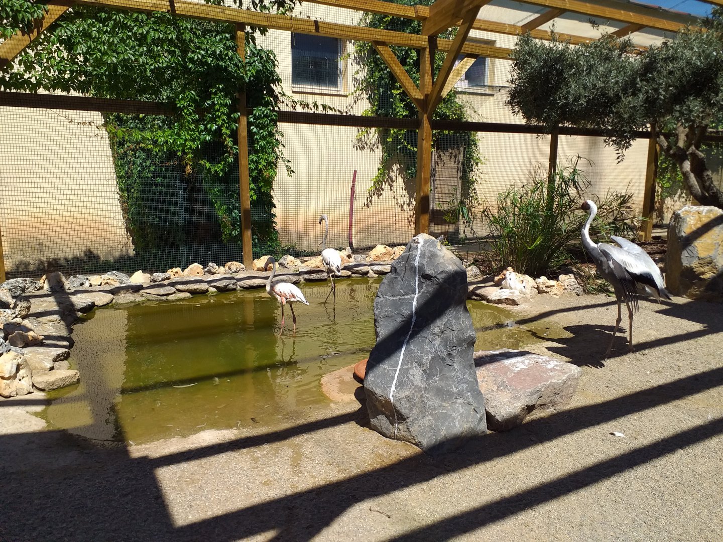 White-naped crane and Greater flamingoes in the new part of the aviary -Sendaviva (2020)