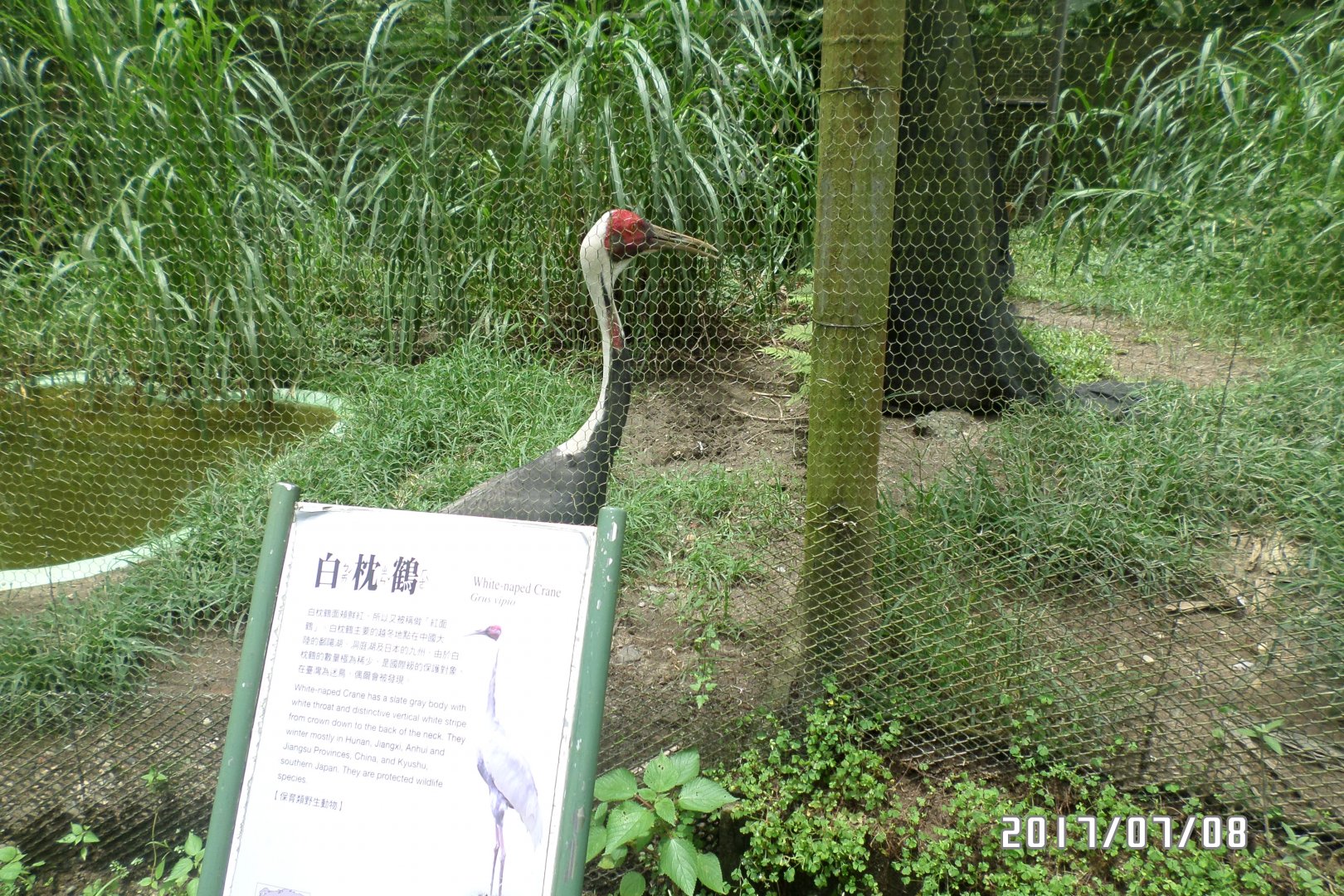 White-naped crane and its sign