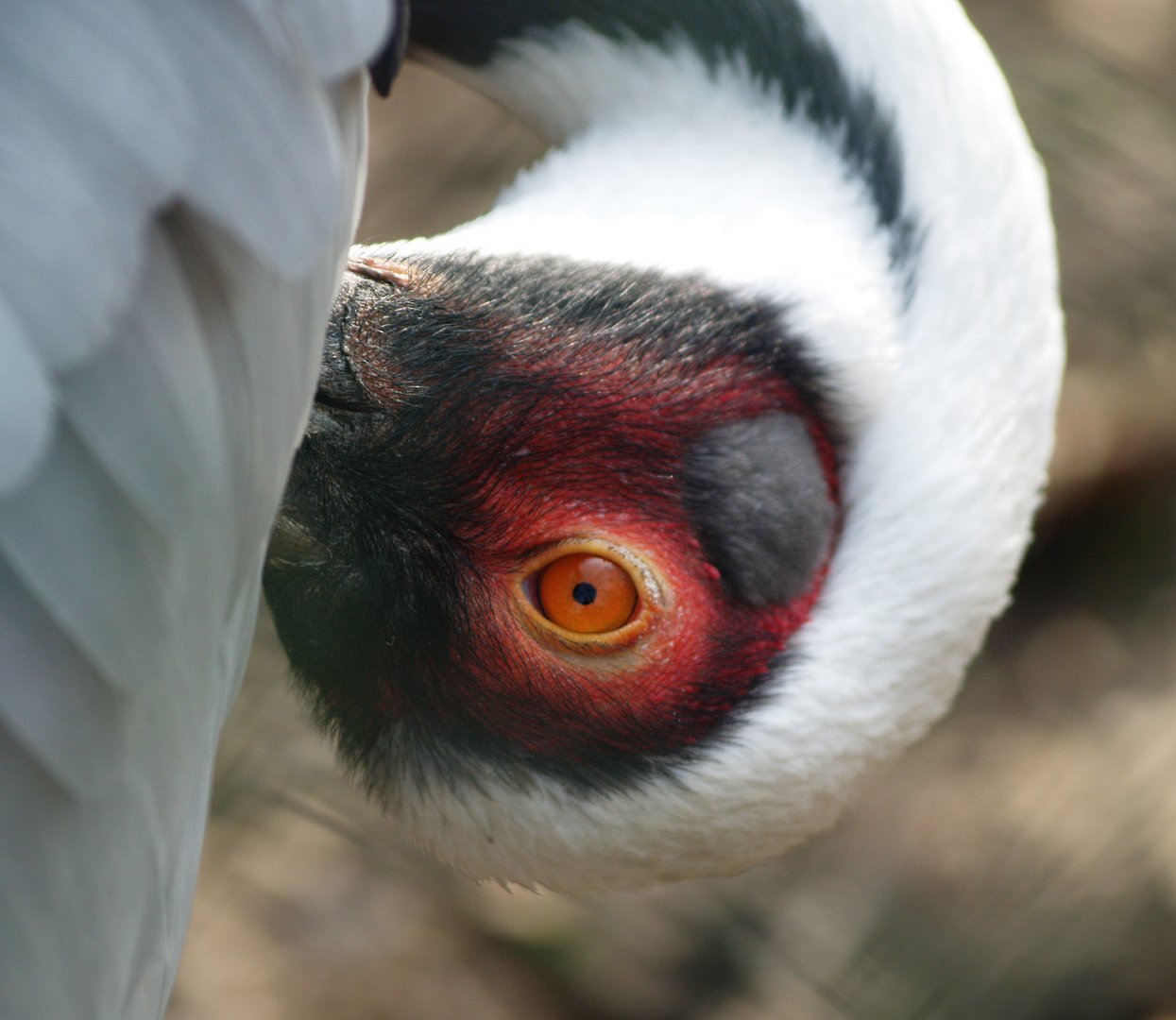 White-naped crane (Antigone vipio), 2009-03-01