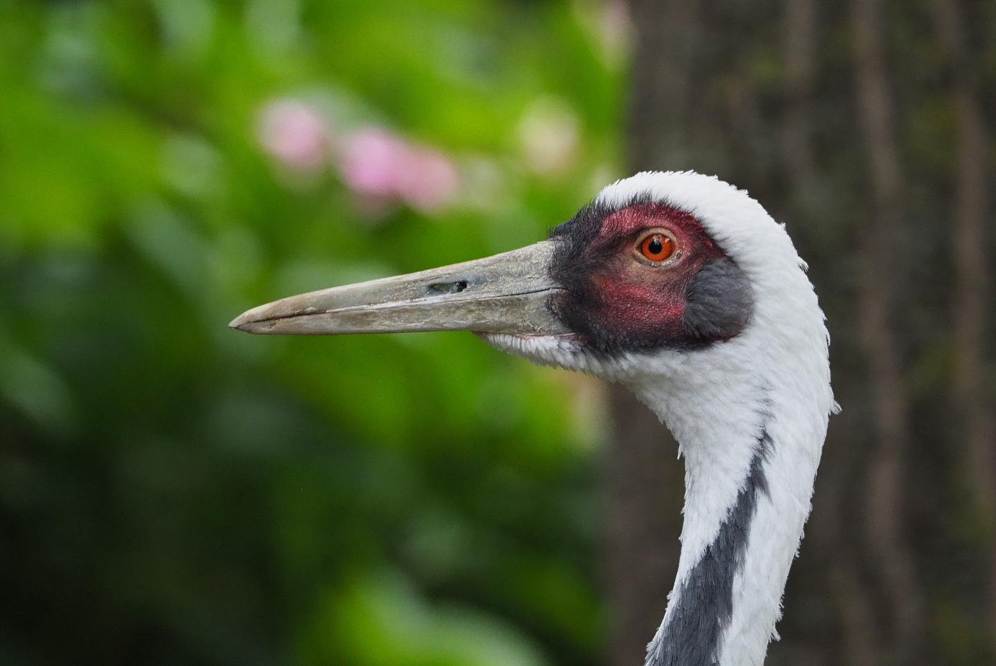 White-naped crane (Antigone vipio), 2020-09-03