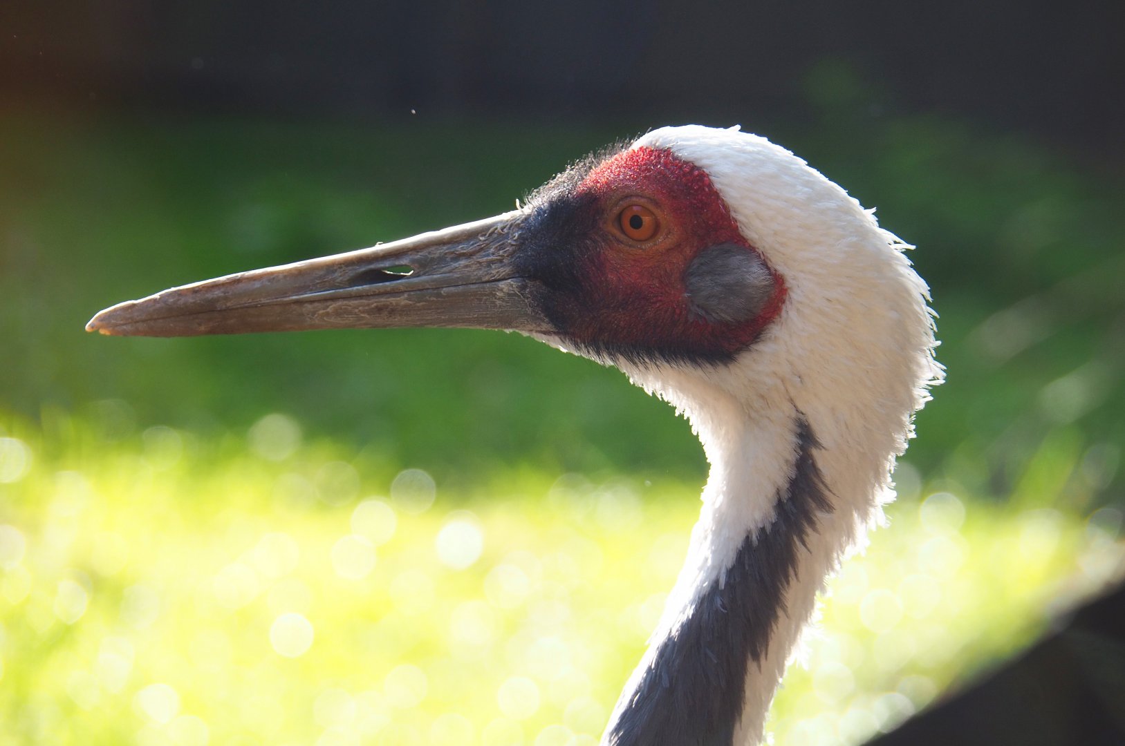 White-naped crane (Antigone vipio), 2020-09-12