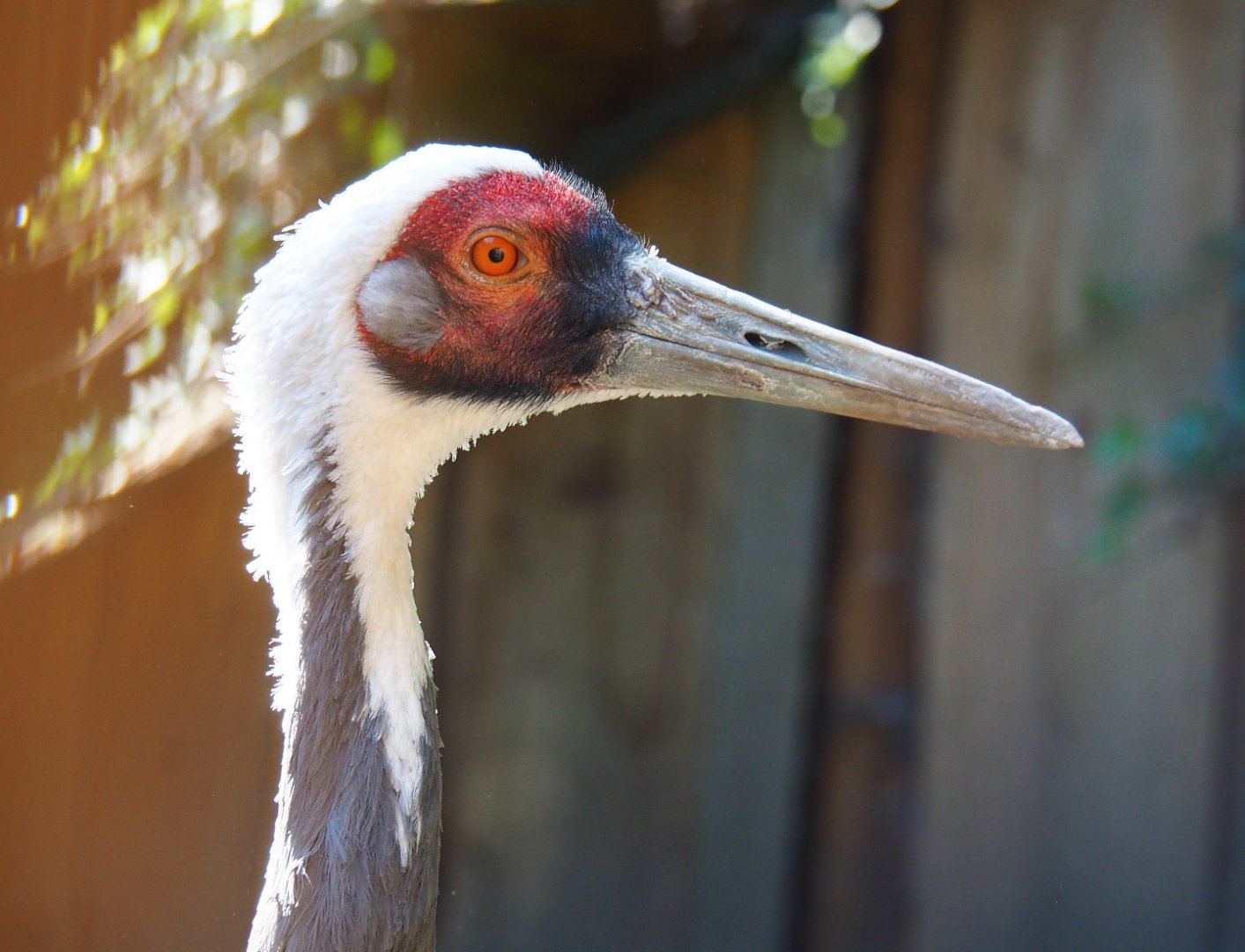 White-naped crane (Antigone vipio), 2020-09-12