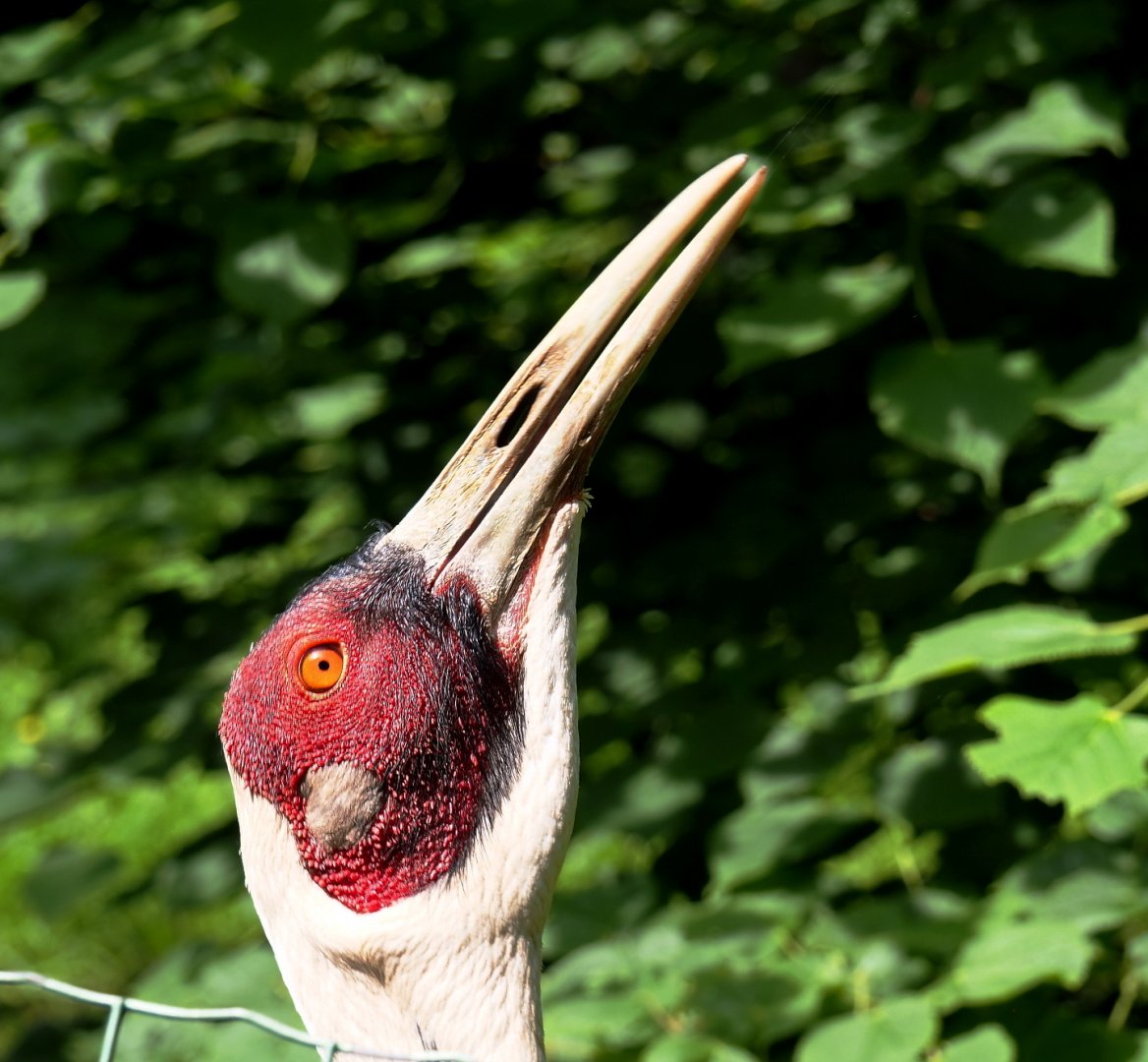 White-naped crane (Antigone vipio), 2021-06-15