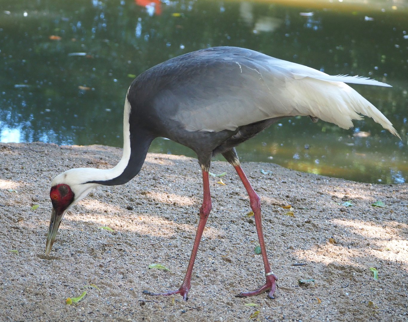 White-naped crane (Antigone vipio), 2022-06-28