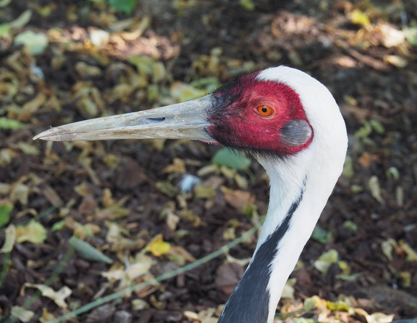 White-naped crane (Antigone vipio), 2022-06-28