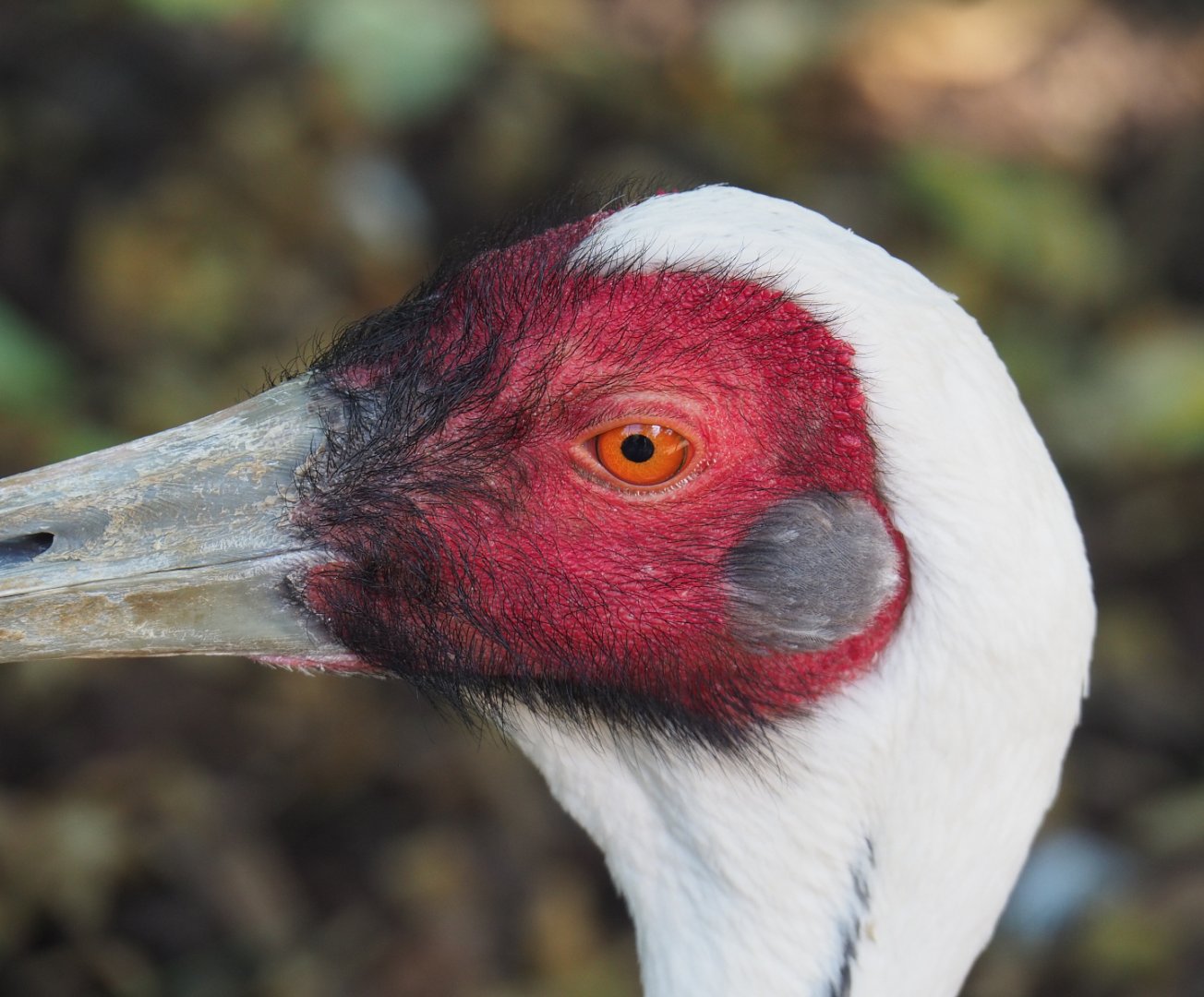 White-naped crane (Antigone vipio), 2022-06-28