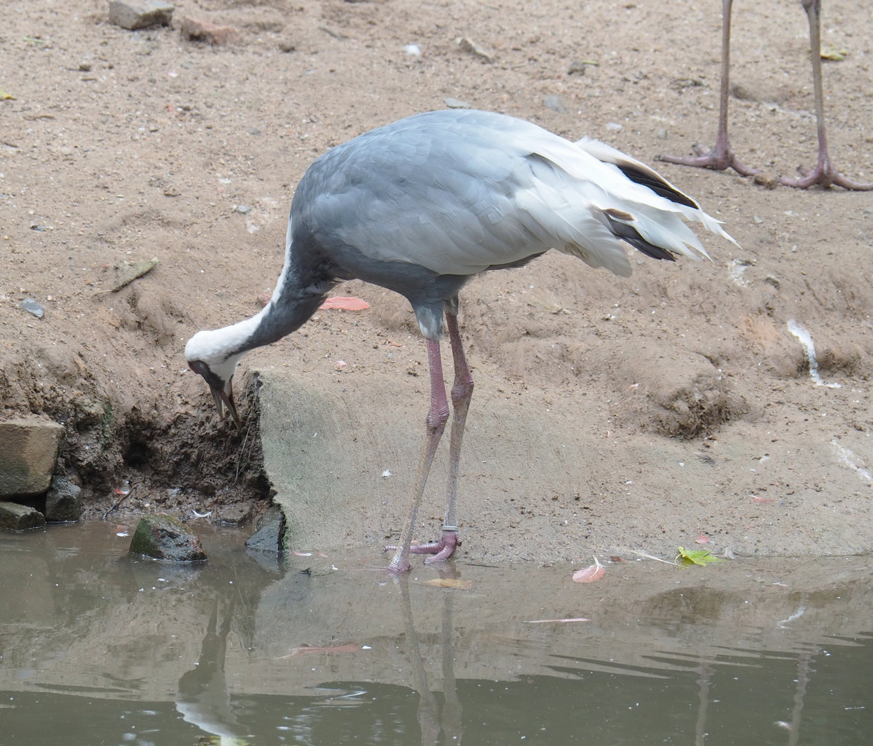 White-naped crane (Antigone vipio), 2022-09-15