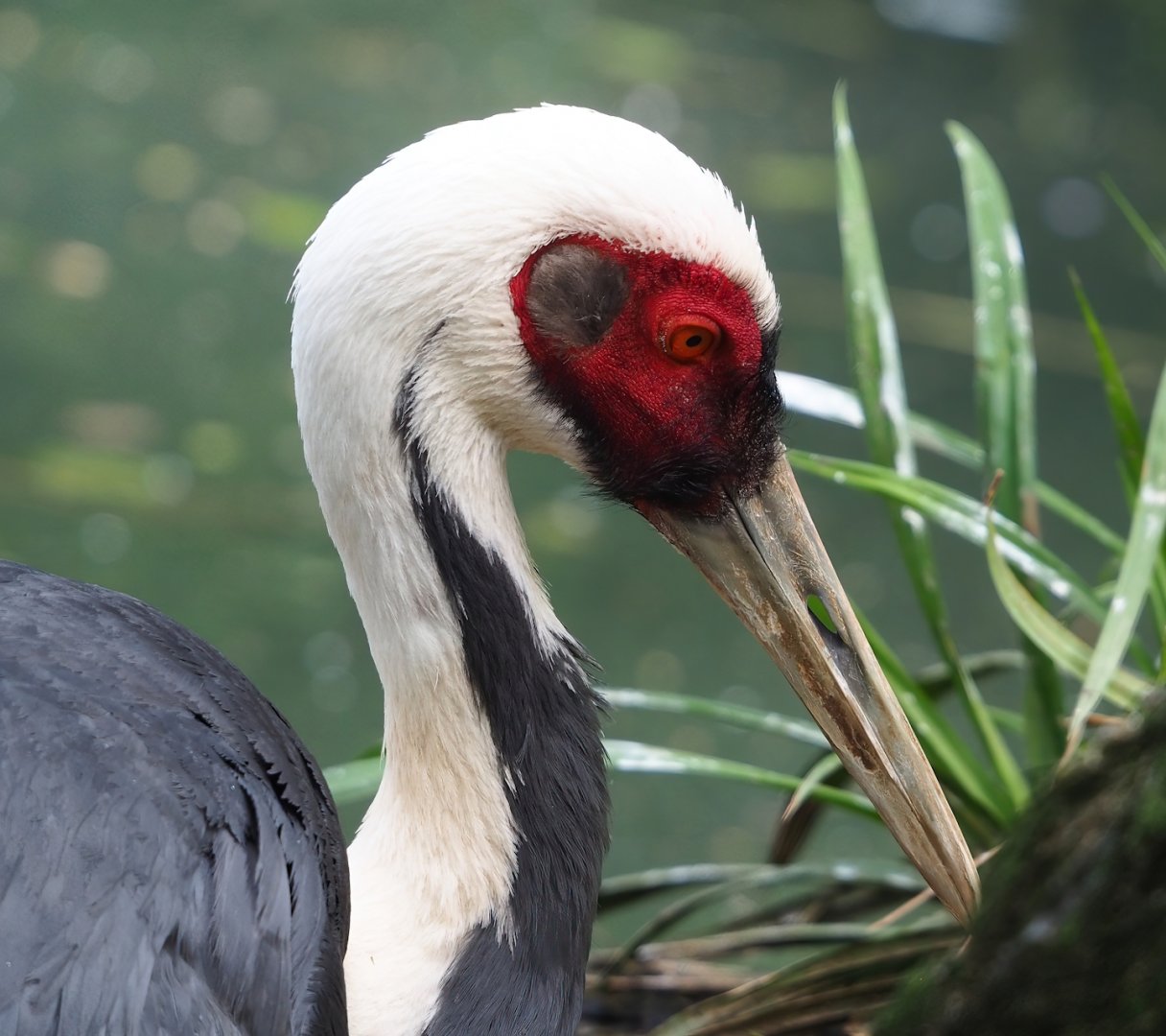 White-naped crane (Antigone vipio), 2023-05-16