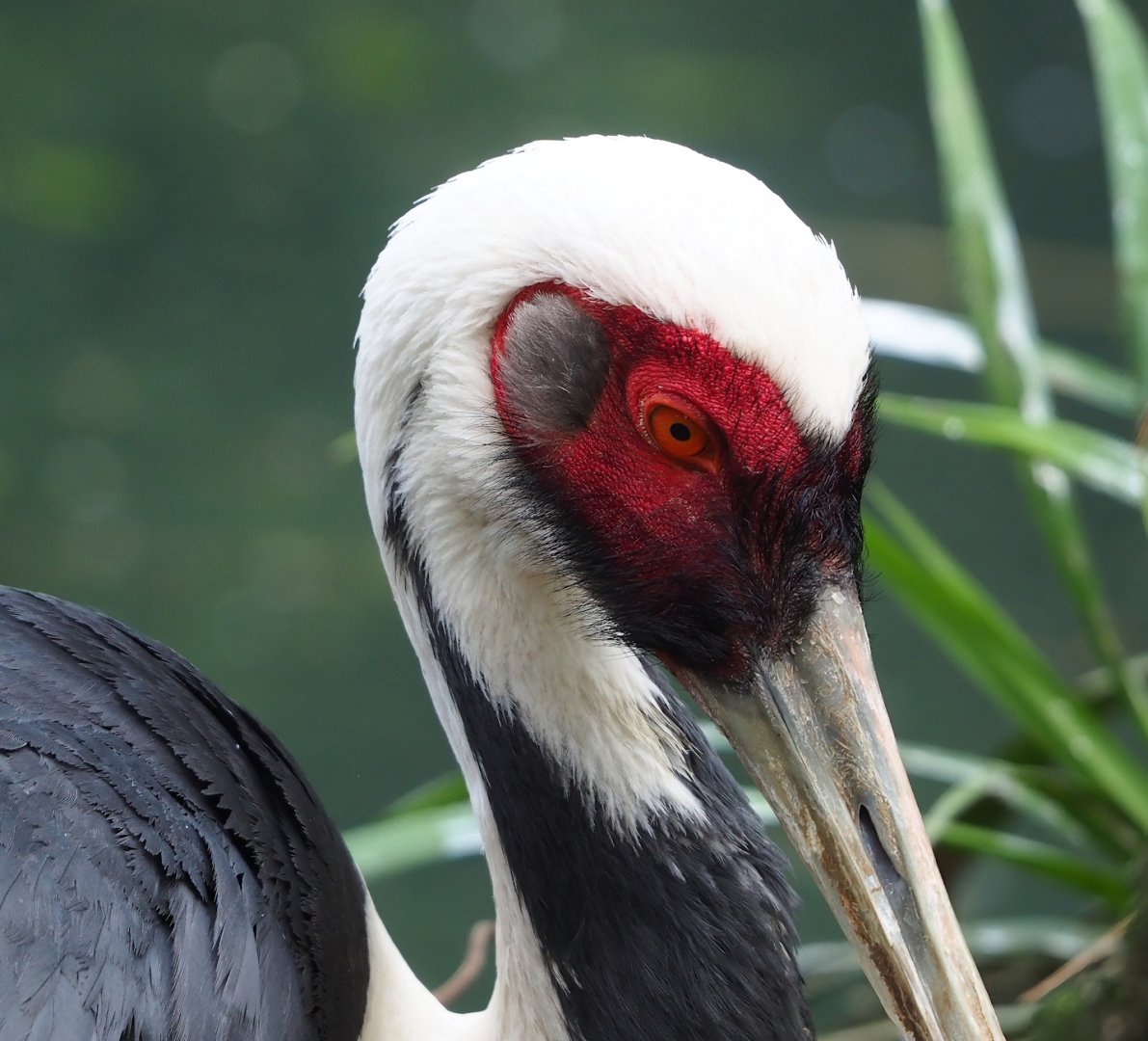 White-naped crane (Antigone vipio), 2023-05-16