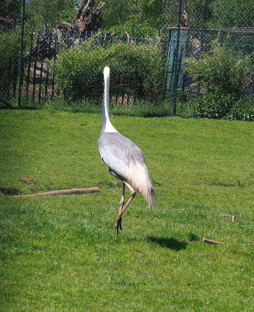 White-naped crane (Antigone vipio), 2023-05-19