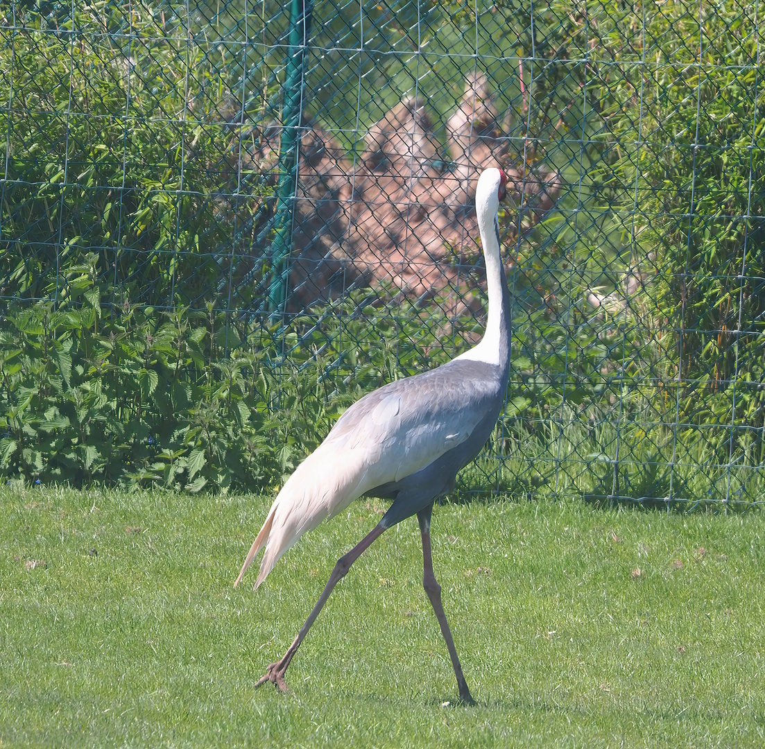 White-naped crane (Antigone vipio), 2023-05-19