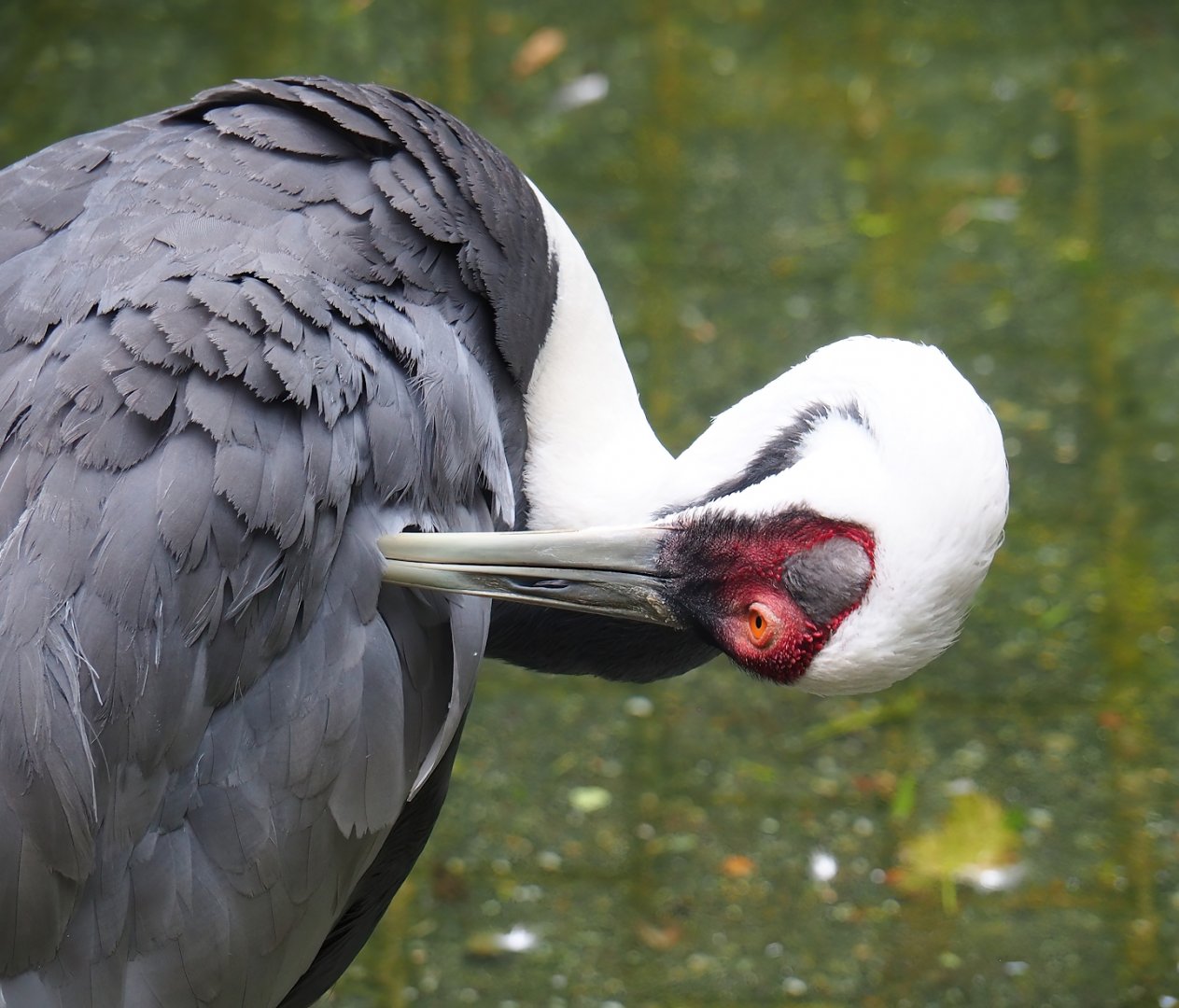 White-naped crane (Antigone vipio), 2023-08-17