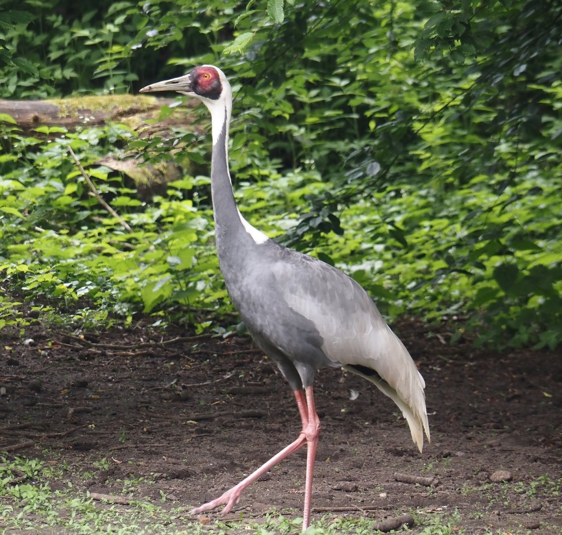 White-naped crane (Antigone vipio), 2024-05-21