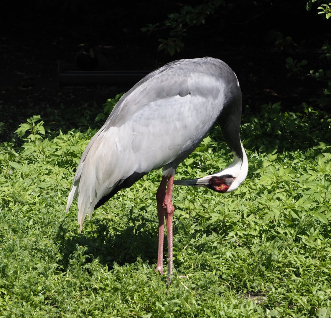 White-naped crane (Antigone vipio), 2024-05-23