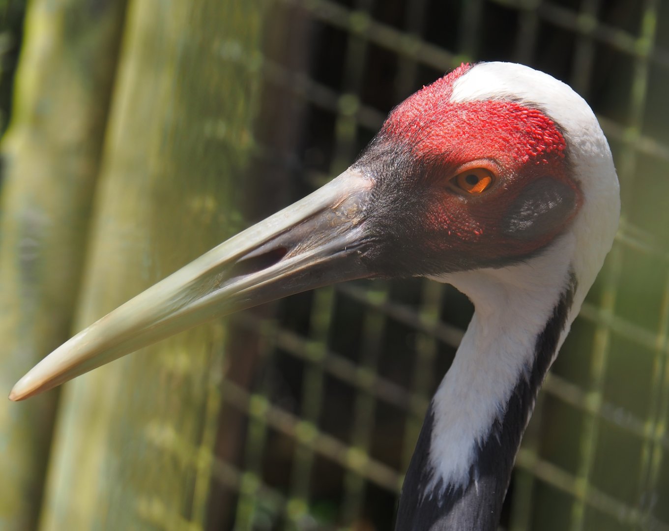 White-naped crane (Antigone vipio), 2024-06-30