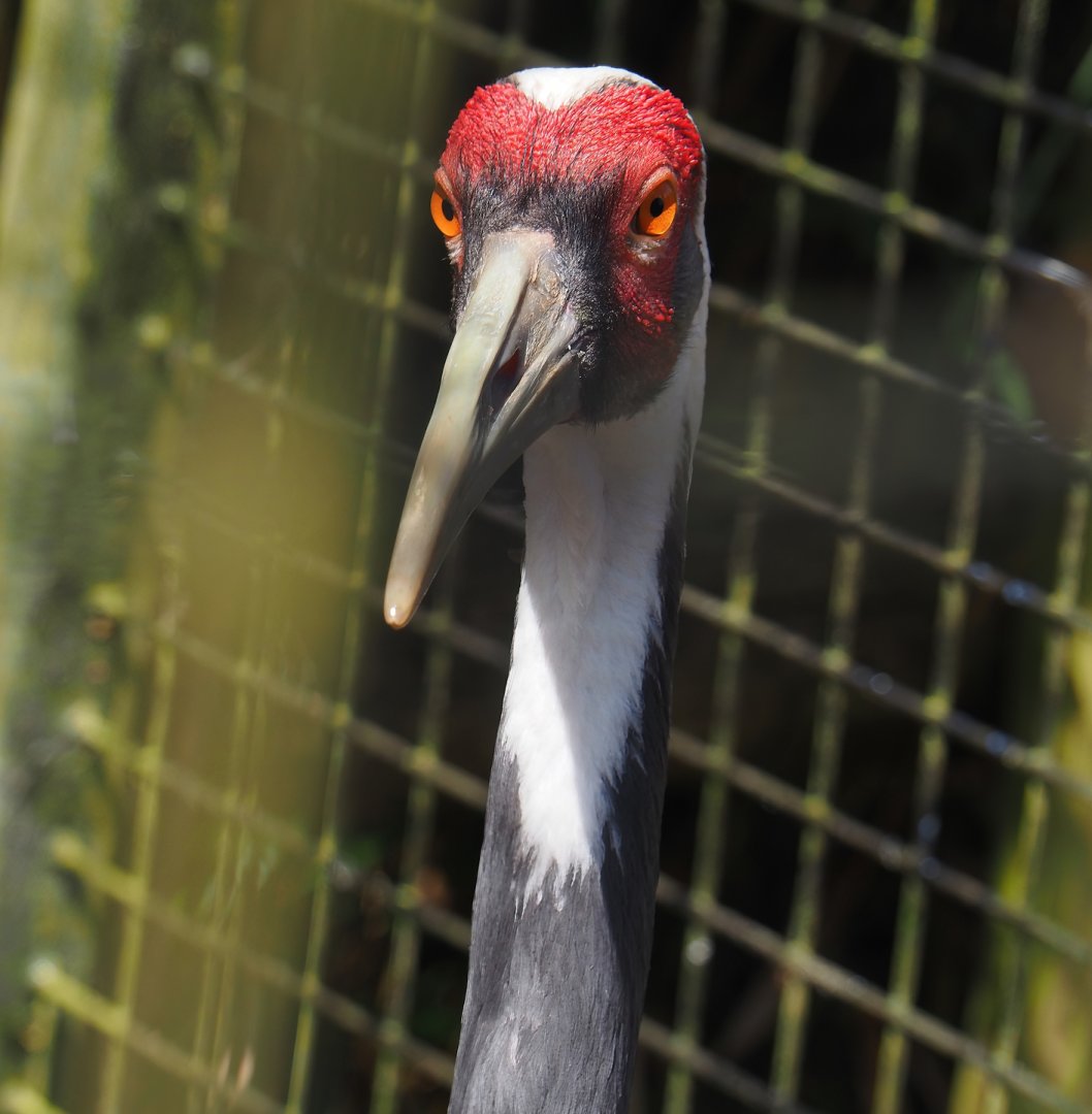 White-naped crane (Antigone vipio), 2024-06-30