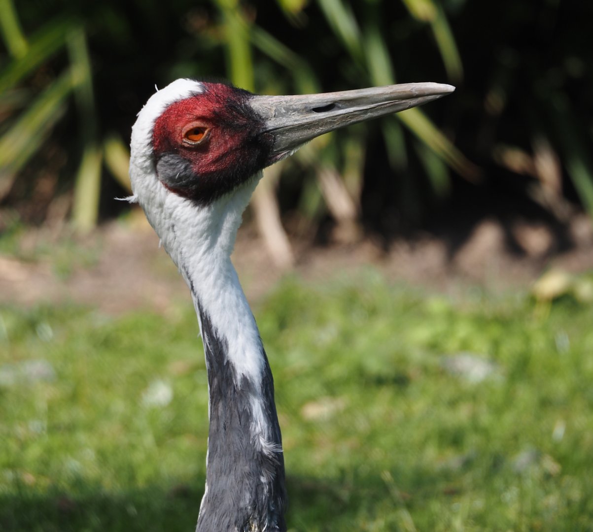 White-naped crane (Antigone vipio), 2024-09-17