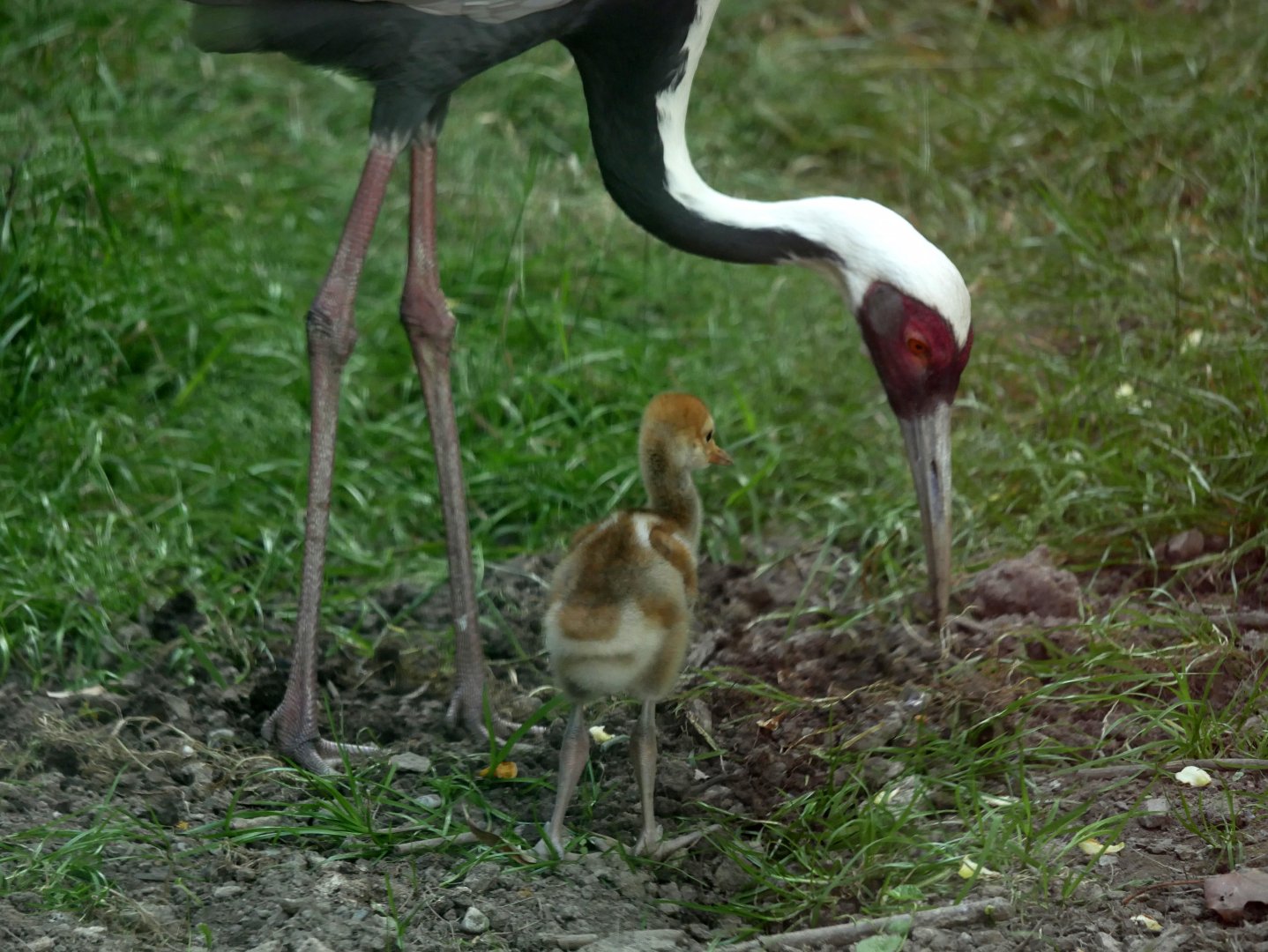 White-naped crane (Antigone vipio) and chick