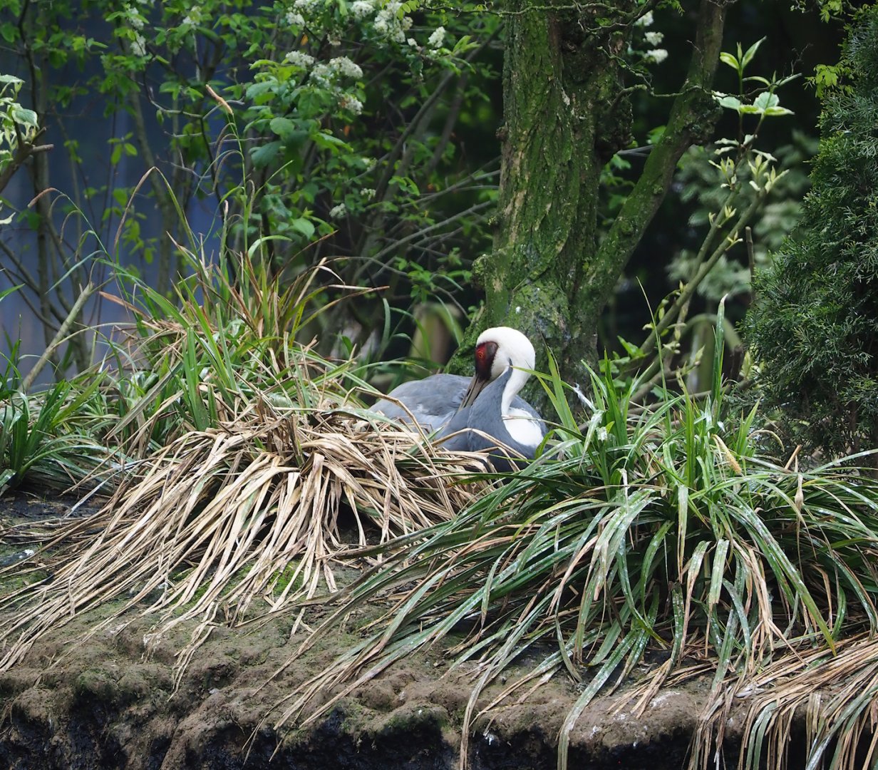 White-naped crane (Antigone vipio) on nest, 2023-05-15