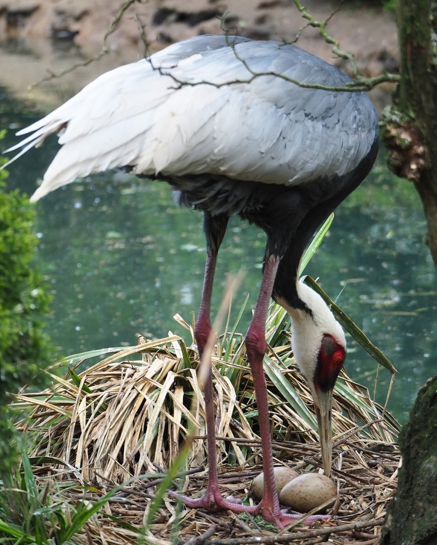 White-naped crane (Antigone vipio) turning eggs, 2023-05-16