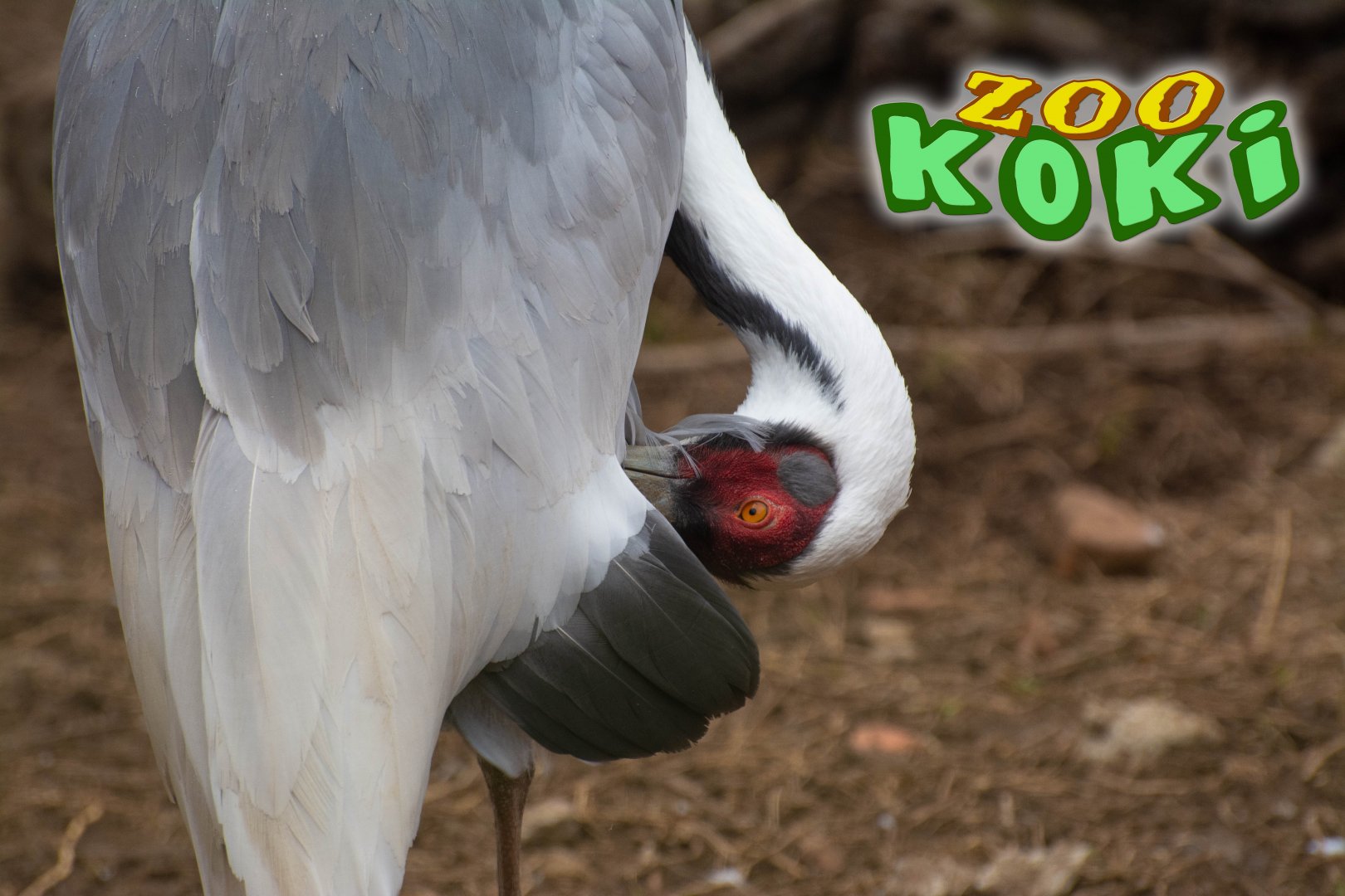 White-naped crane (Antigone vipio)