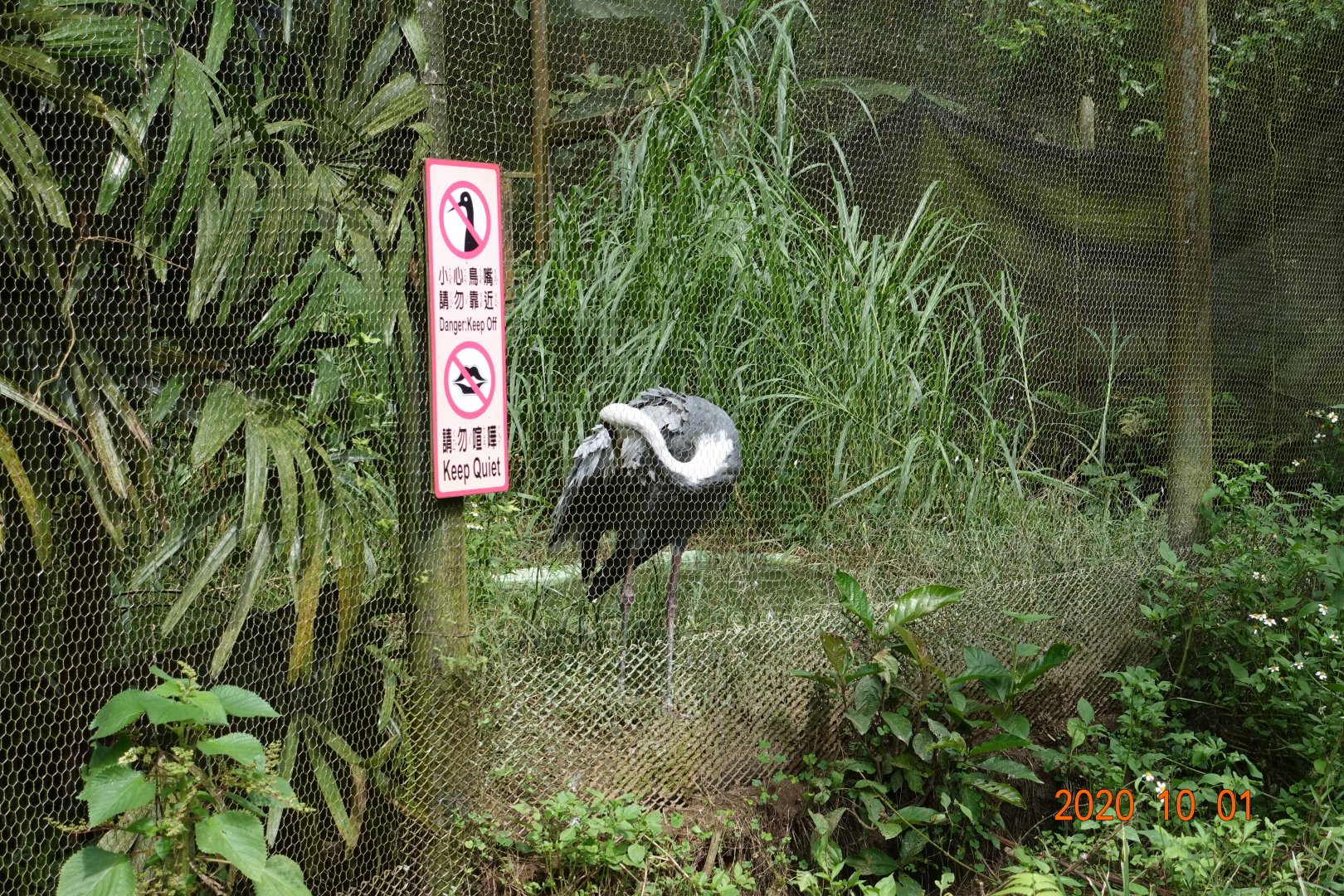 White-naped Crane (Antigone vipio)