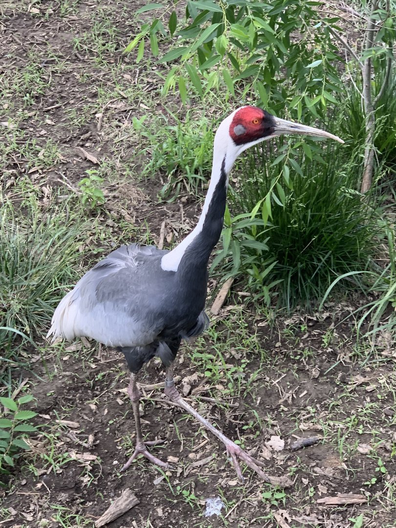 White-Naped Crane (Antigone vipio)