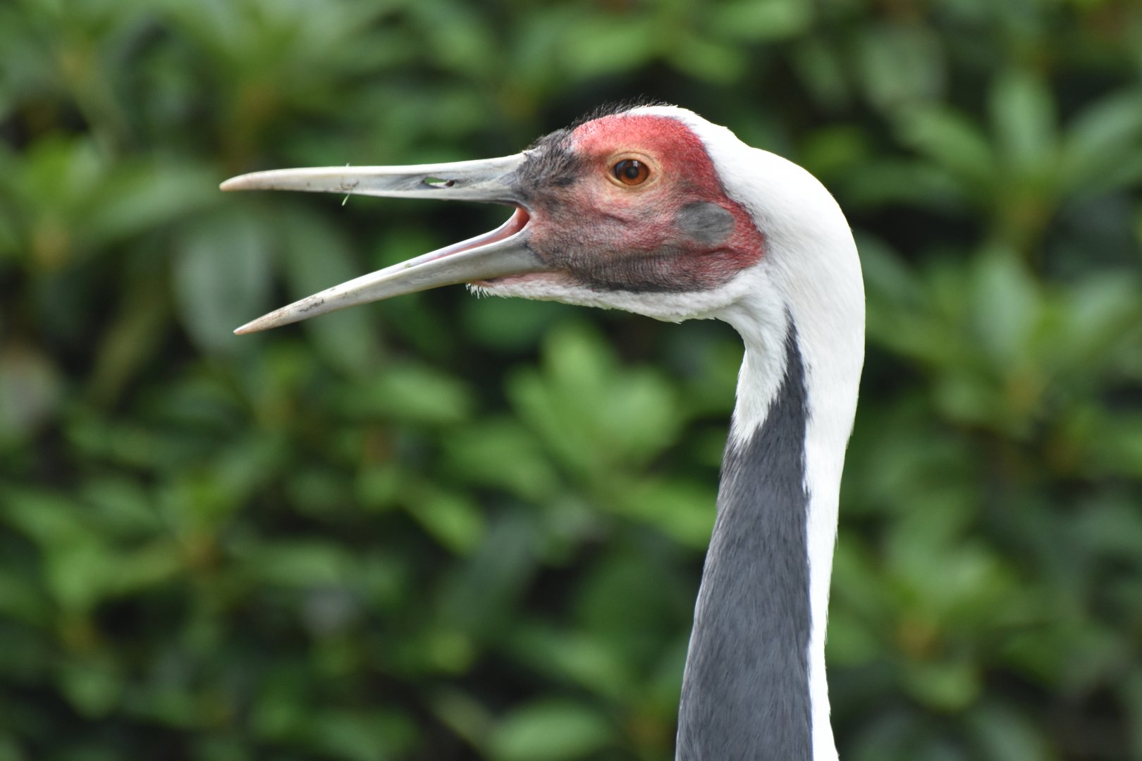White-naped Crane Antigone vipio