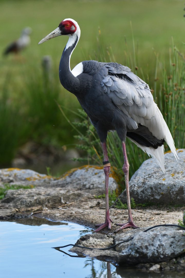 White-naped Crane Antigone vipio