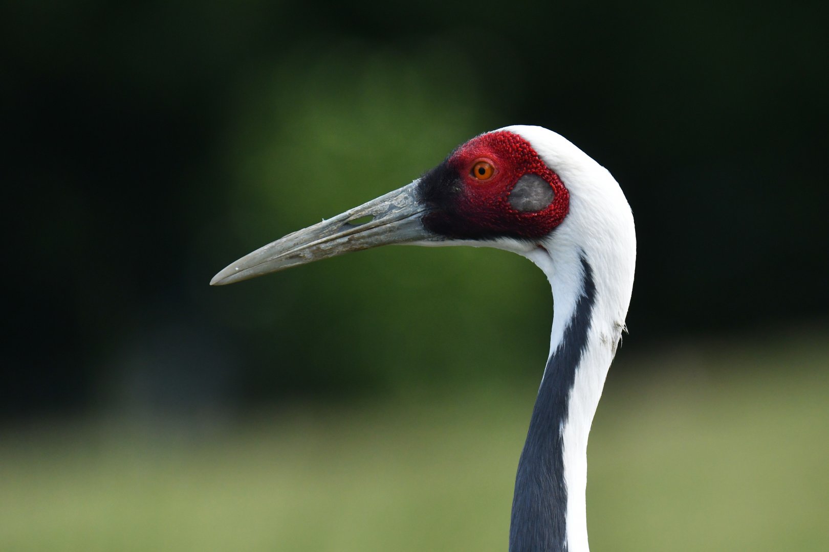 White-naped Crane Antigone vipio