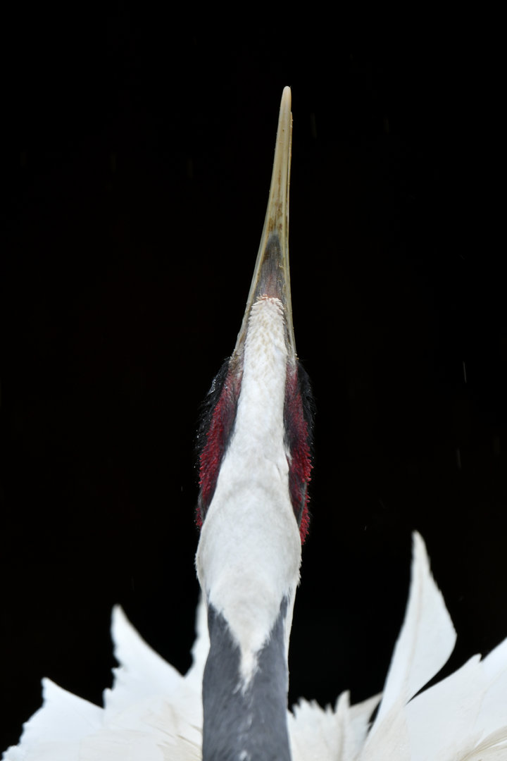 White-naped Crane Antigone vipio