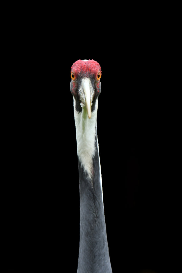 White-naped Crane Antigone vipio